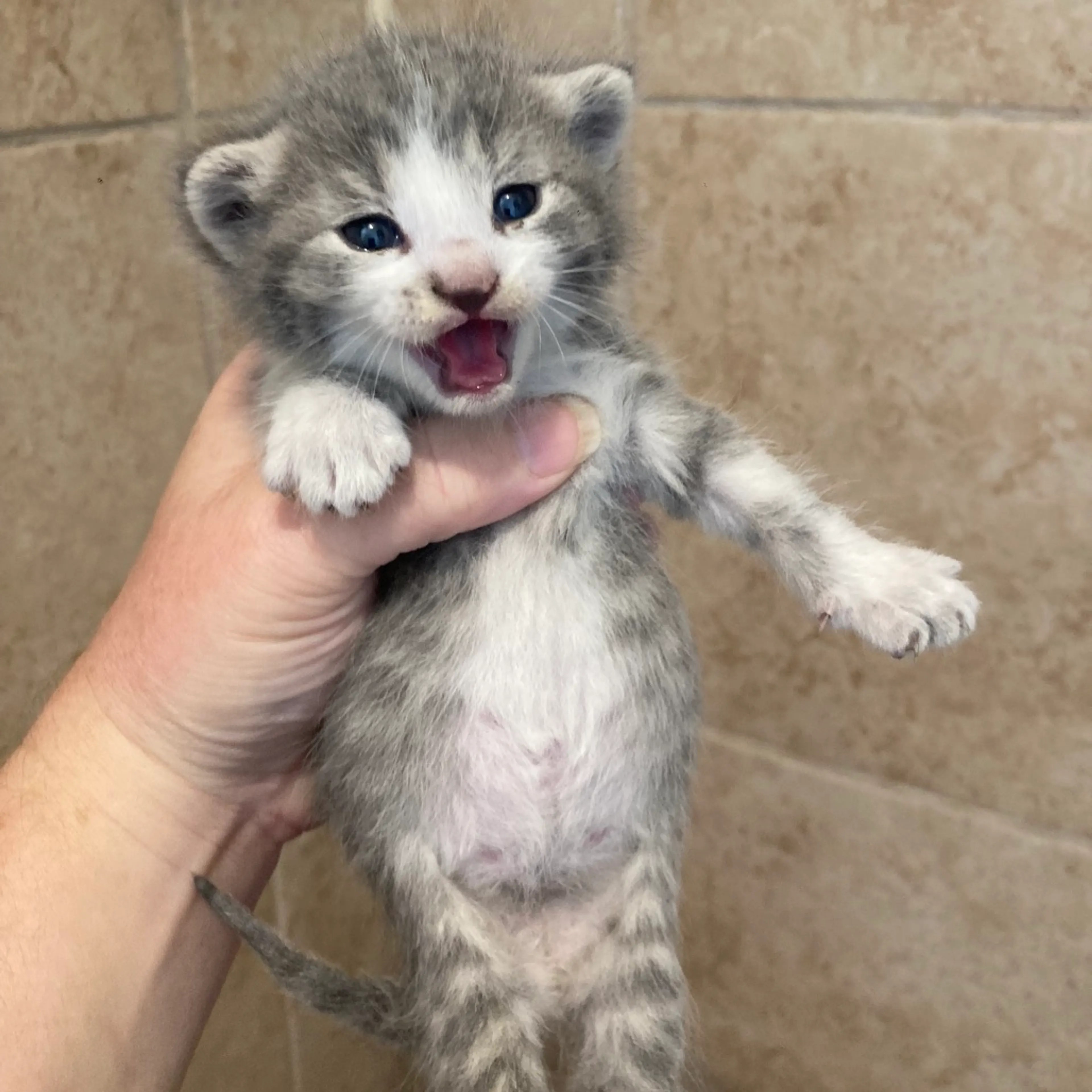 Found pet-1
