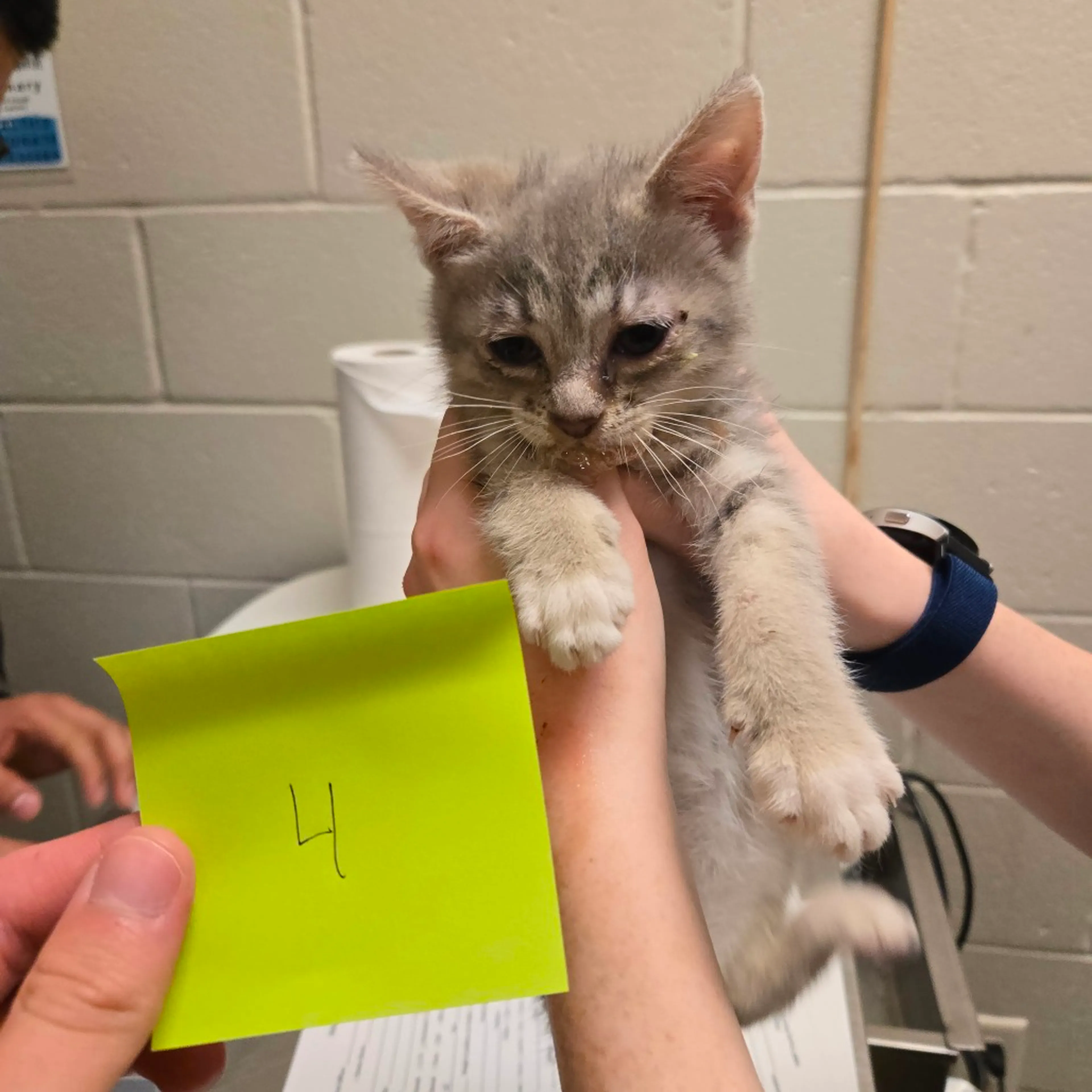 Found pet-1