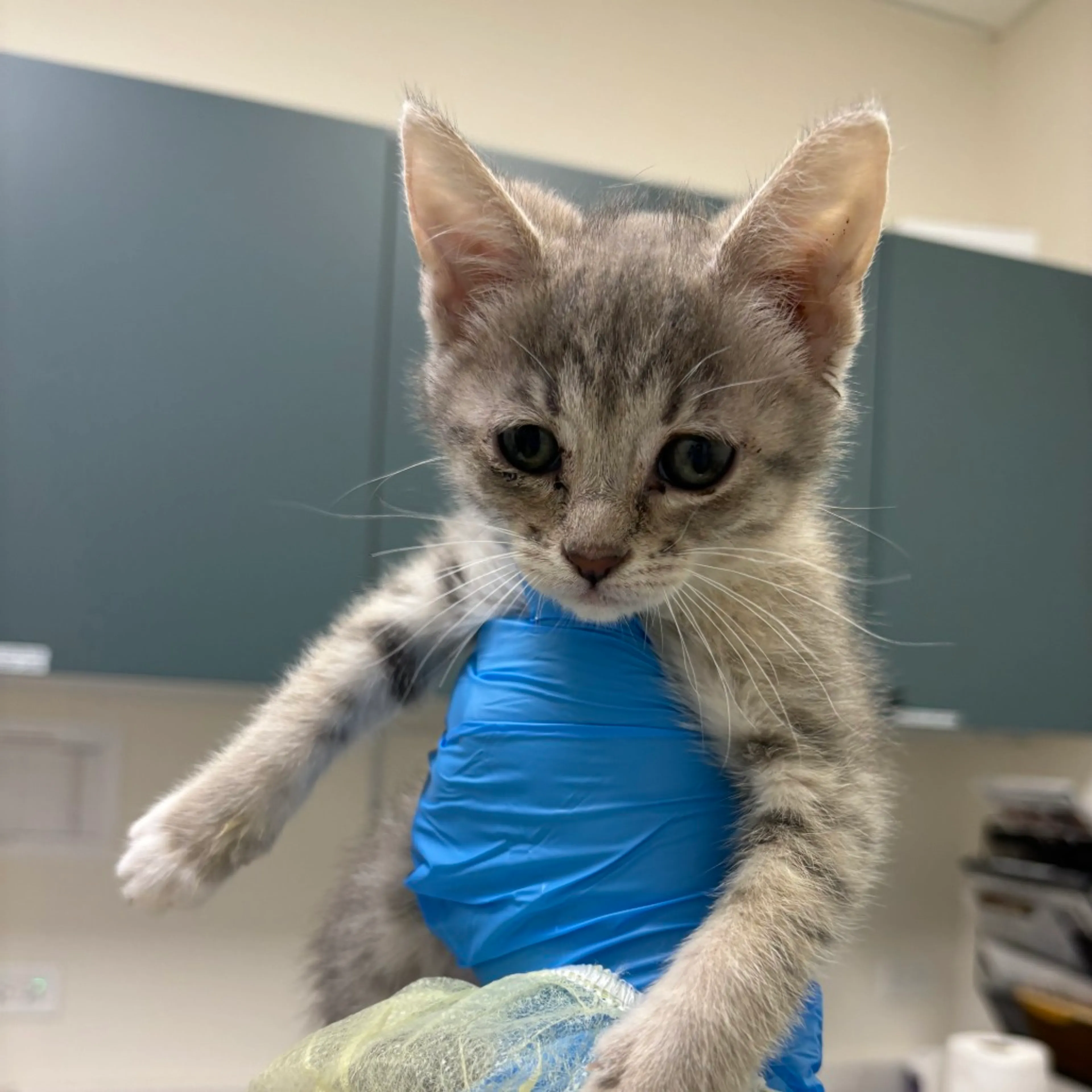 Found pet-2