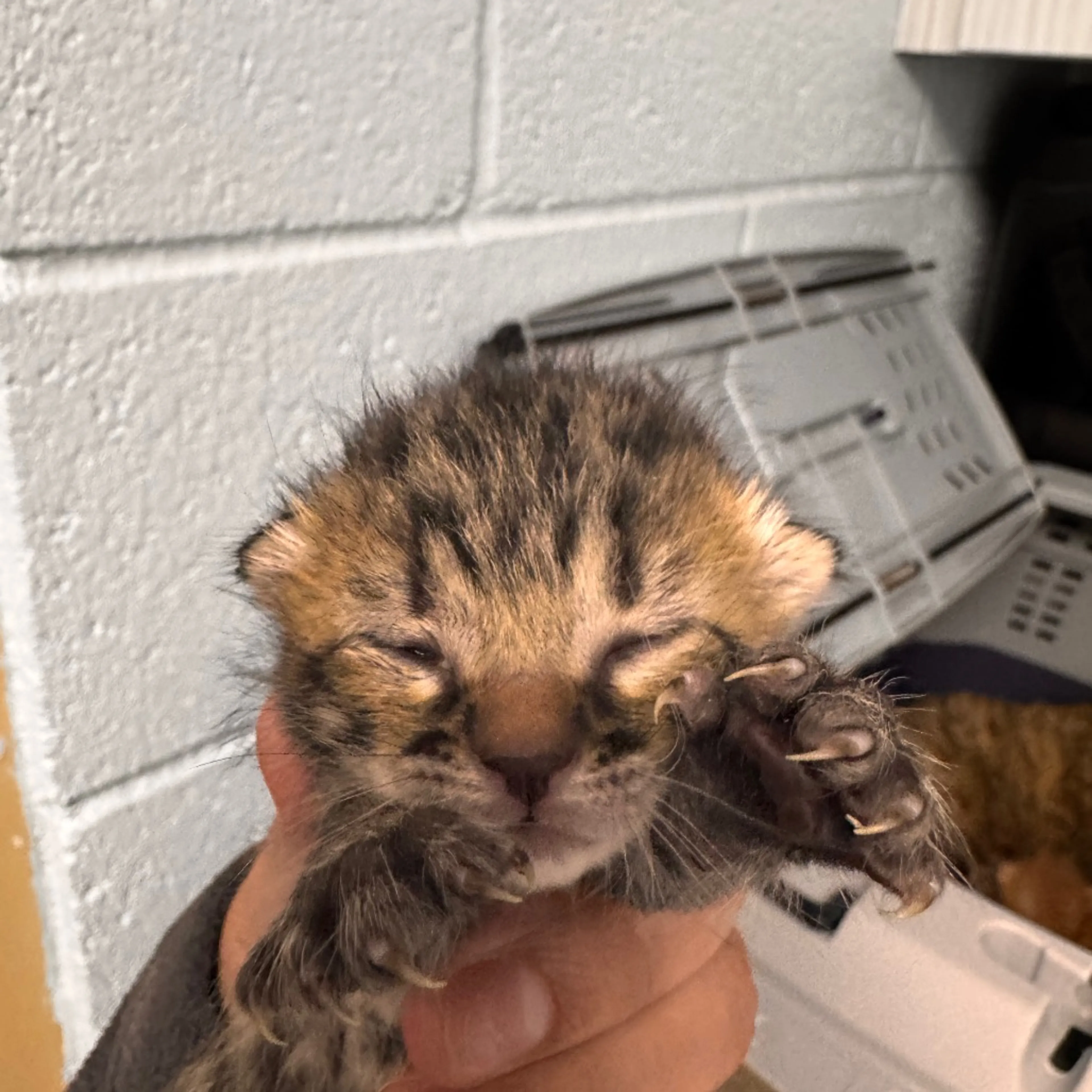 Found pet