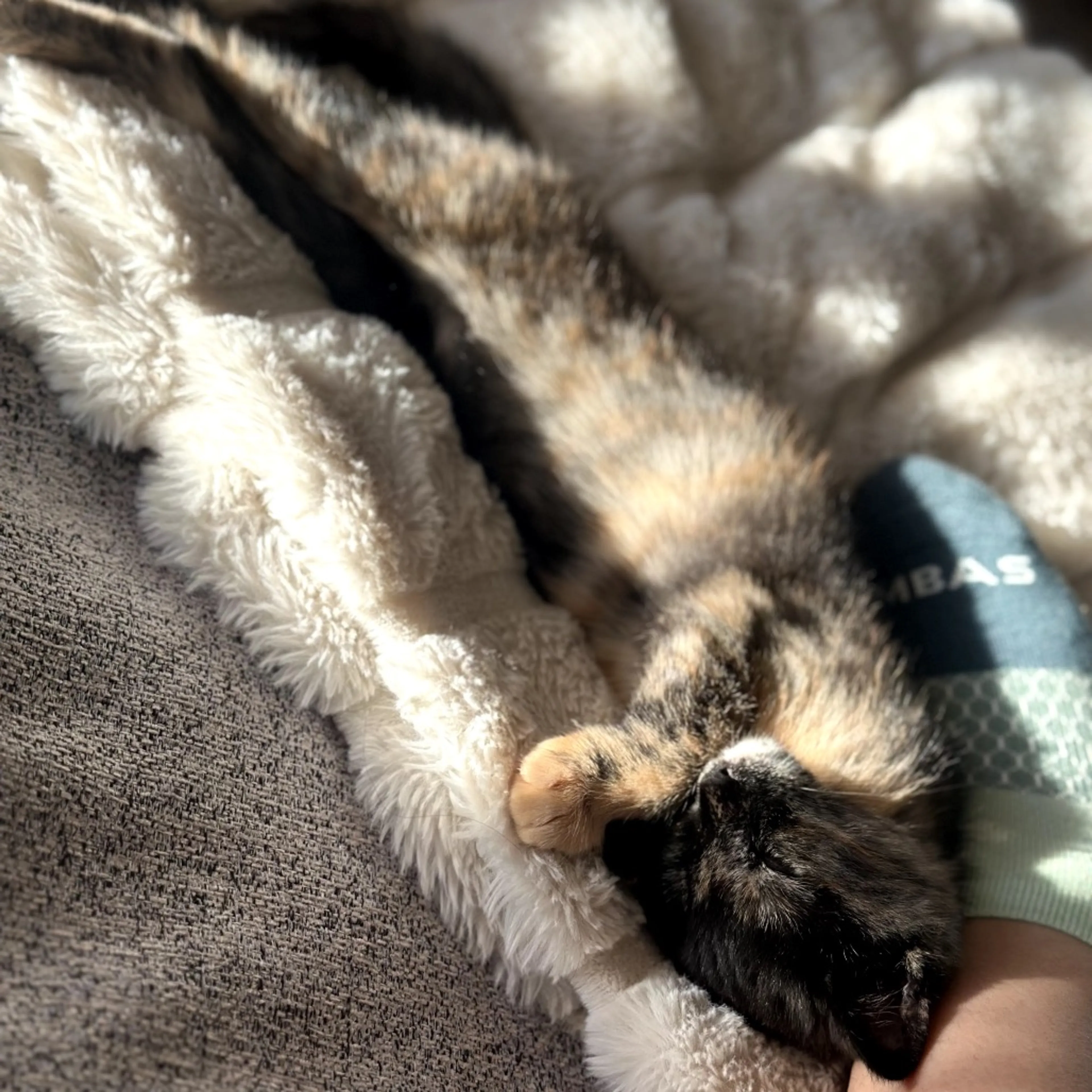 Found pet-5