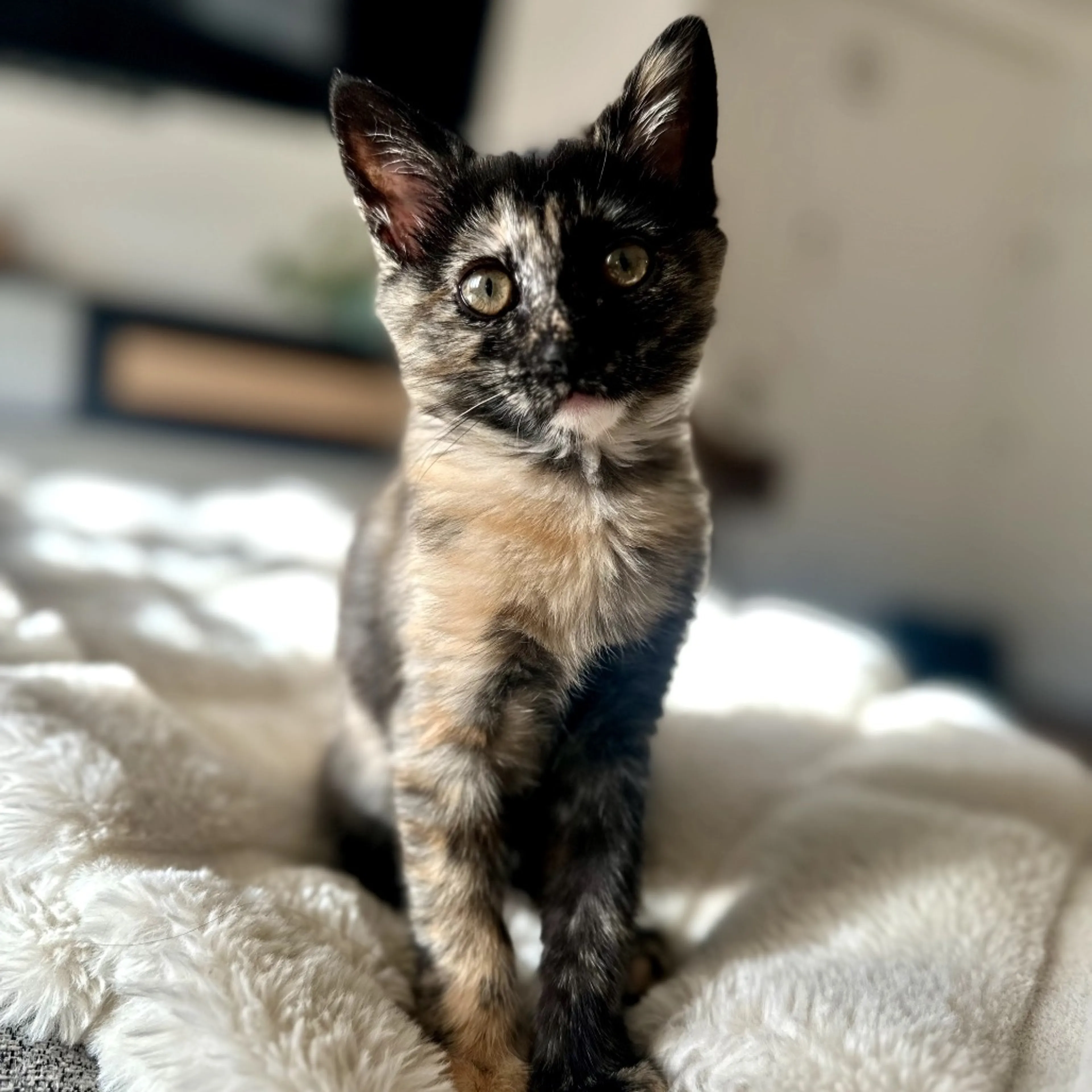 Found pet-12