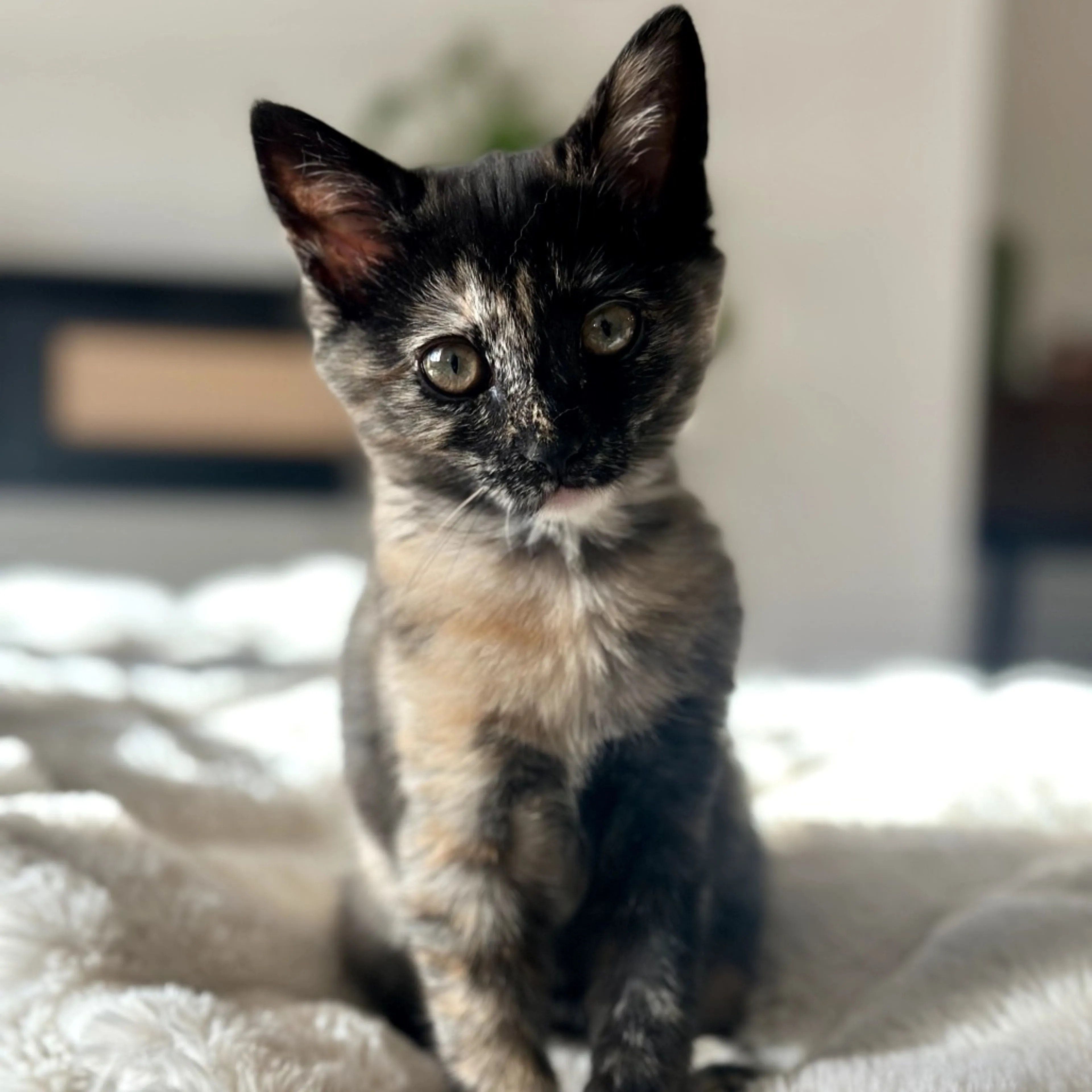 Found pet-10