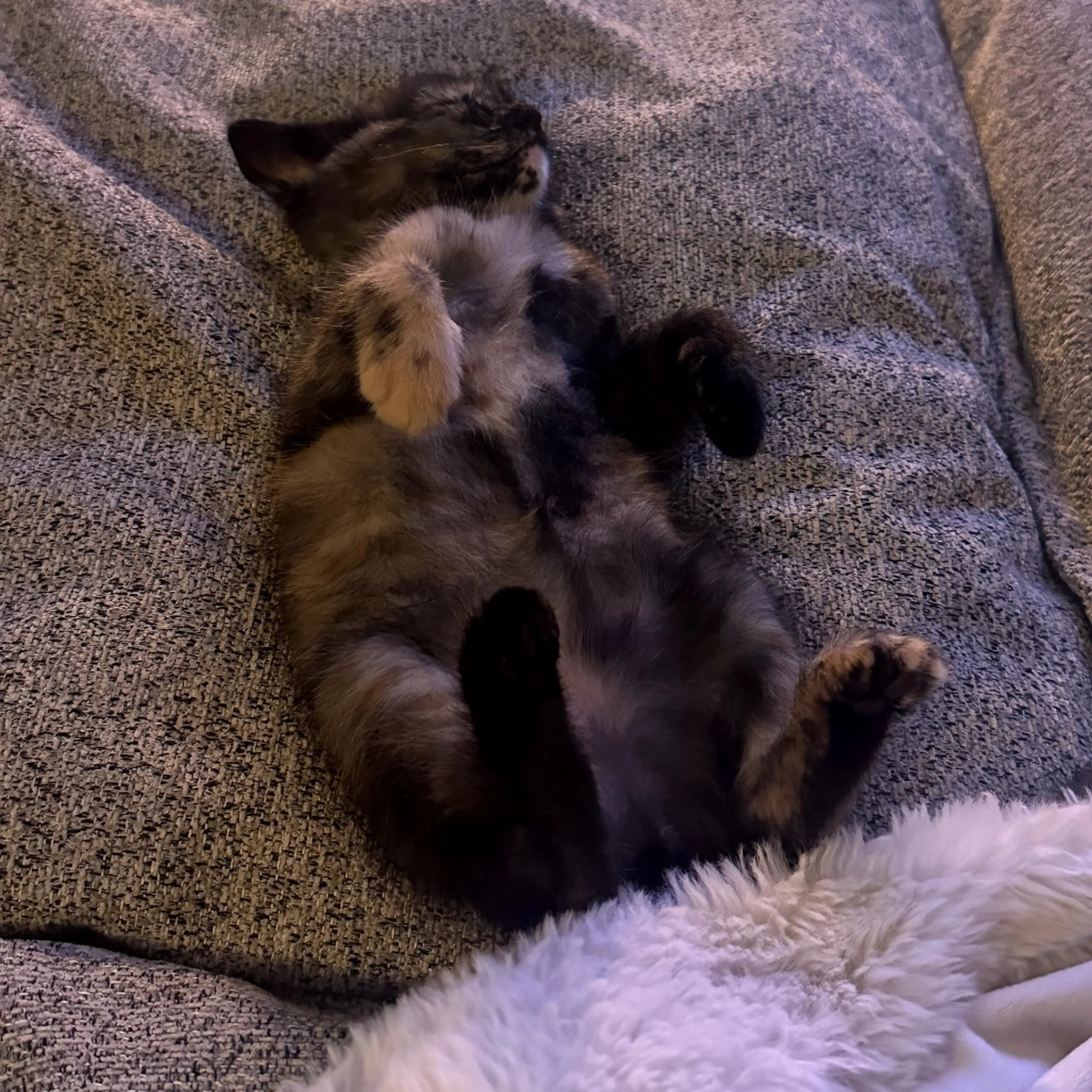 Found pet-16