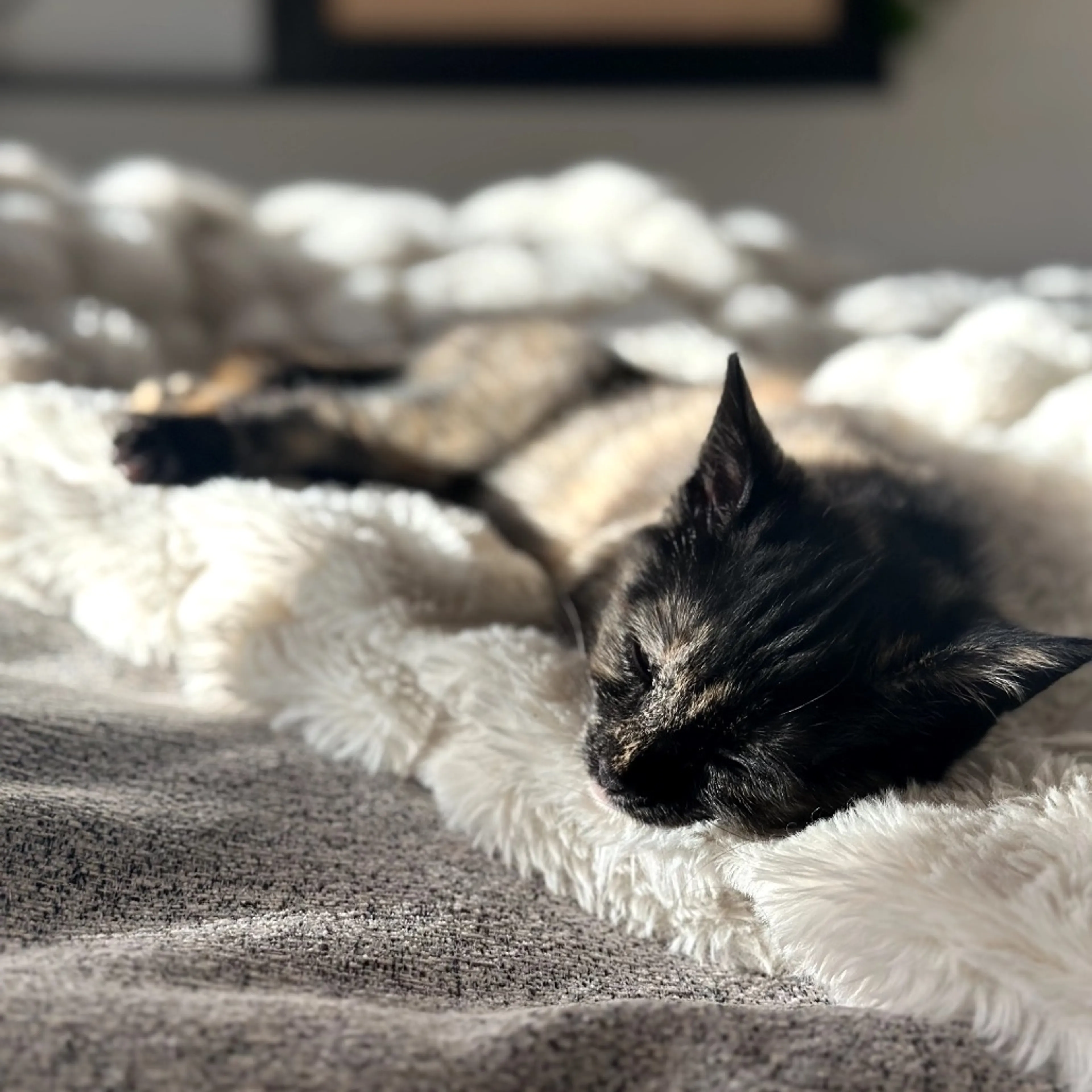 Found pet-7