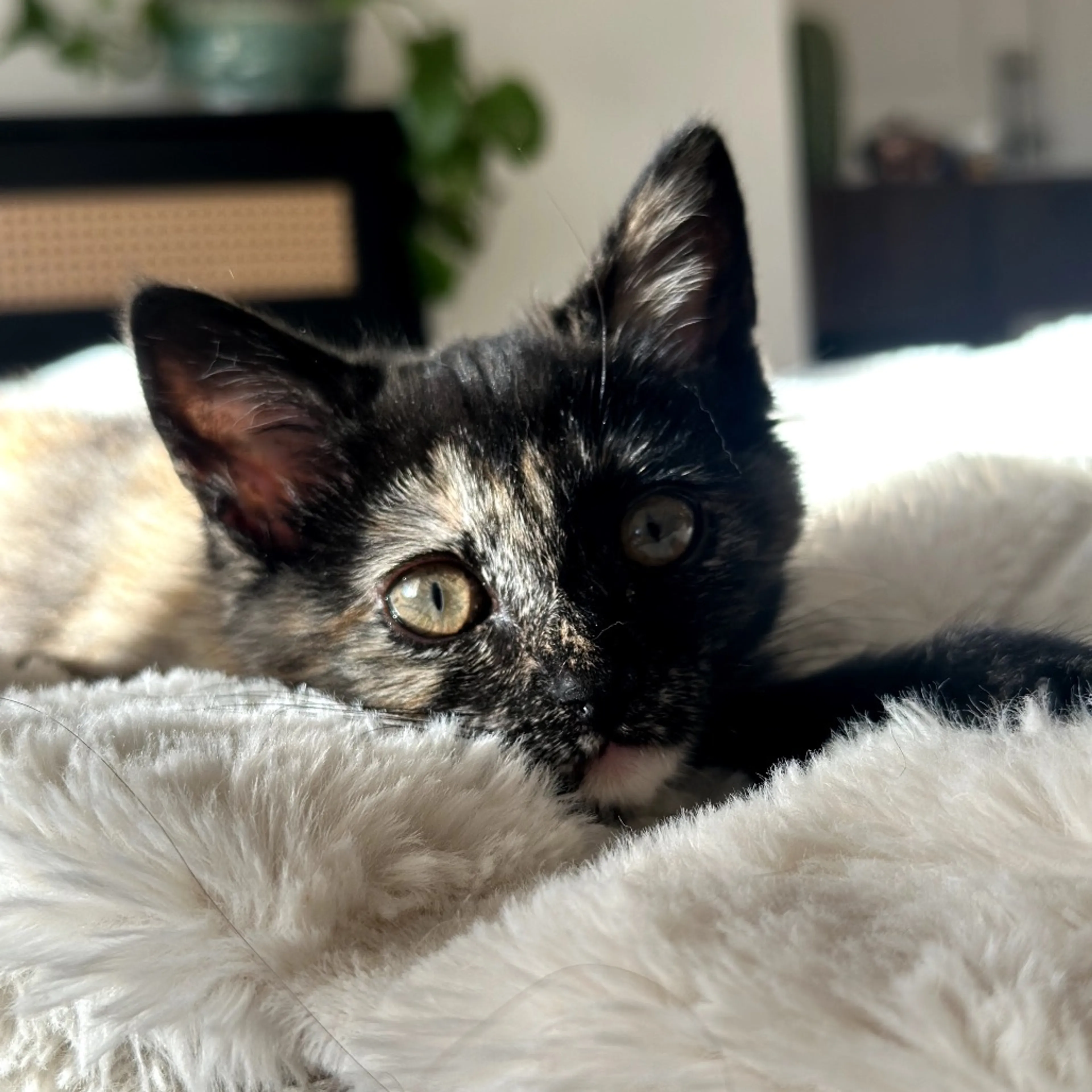 Found pet-8