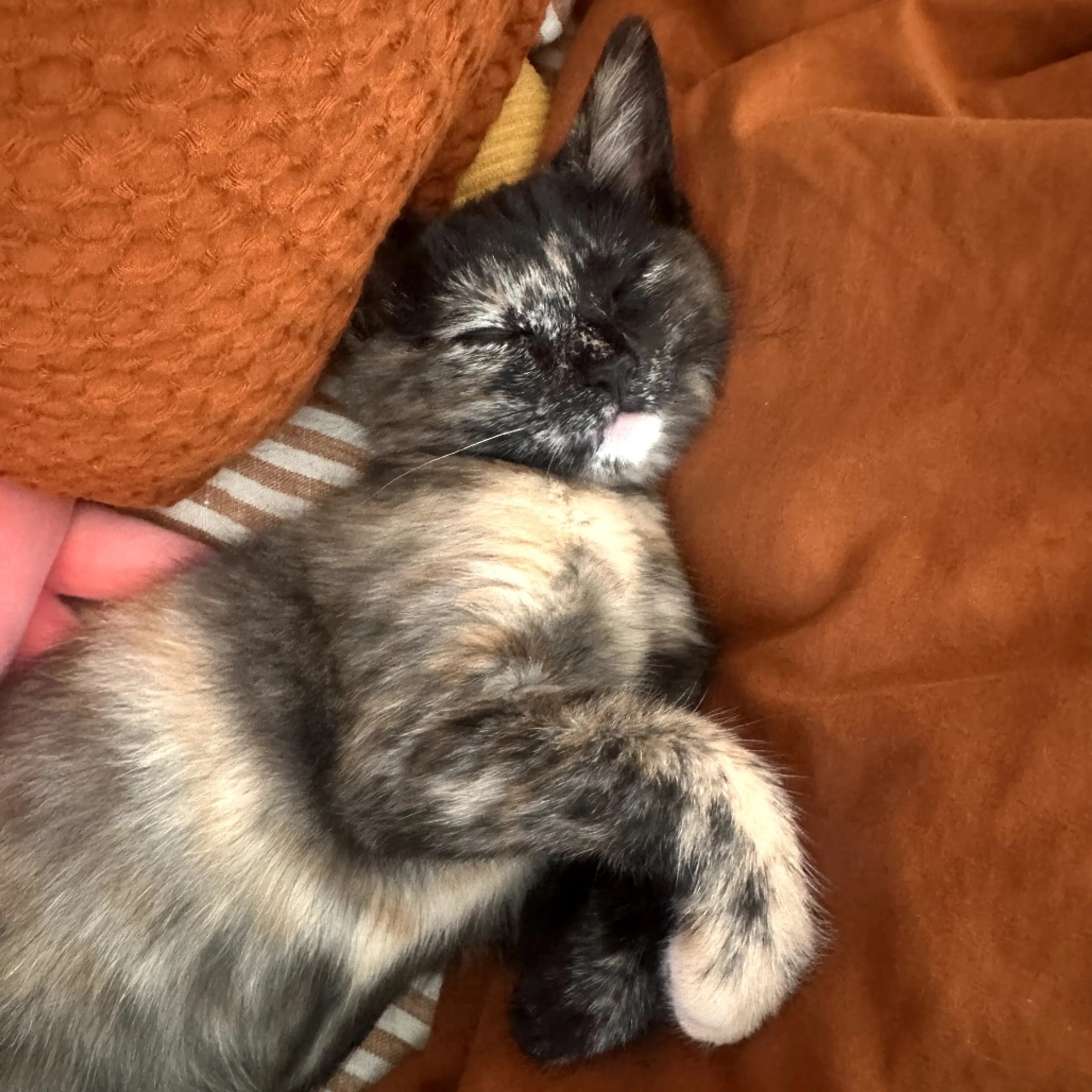 Found pet-6