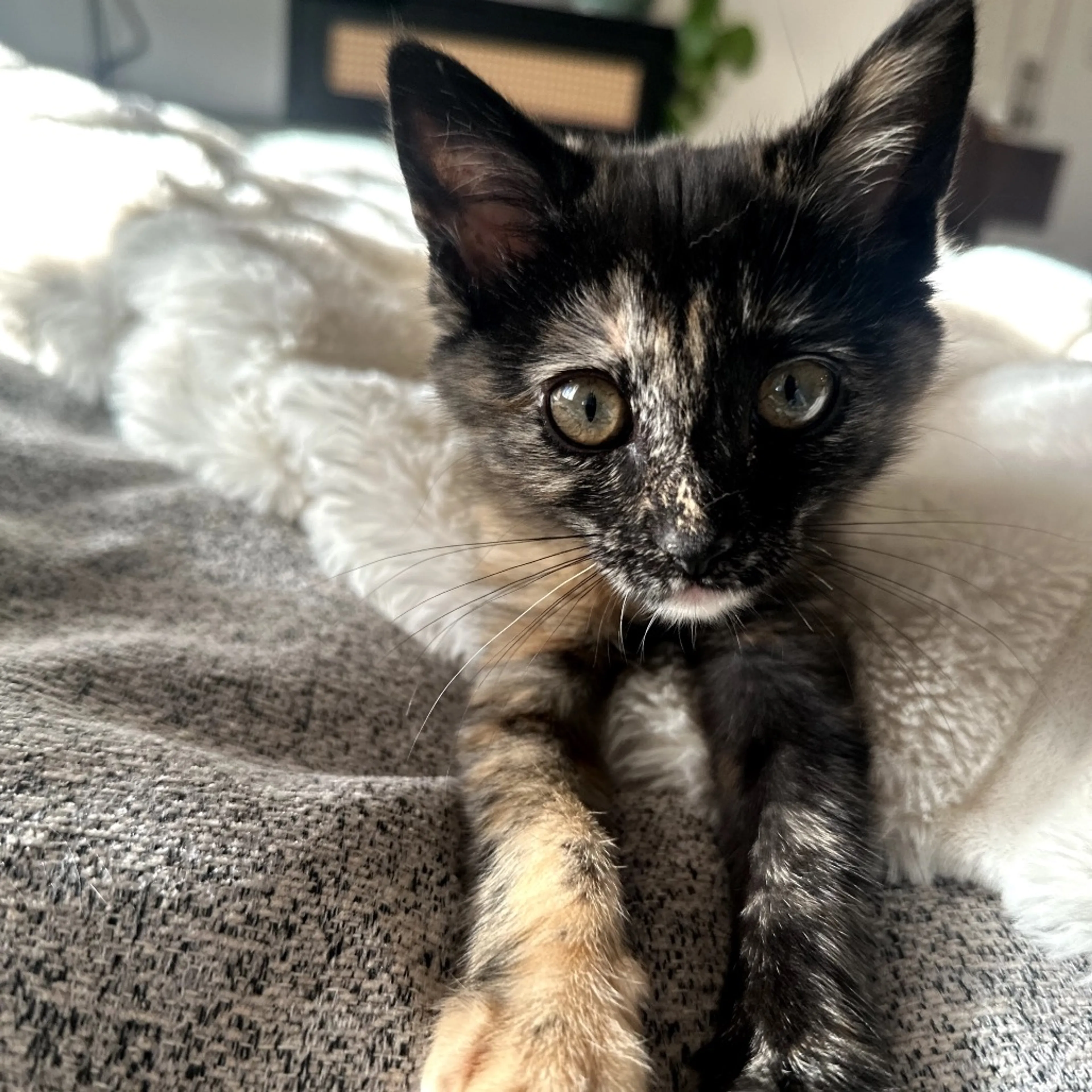 Found pet-11