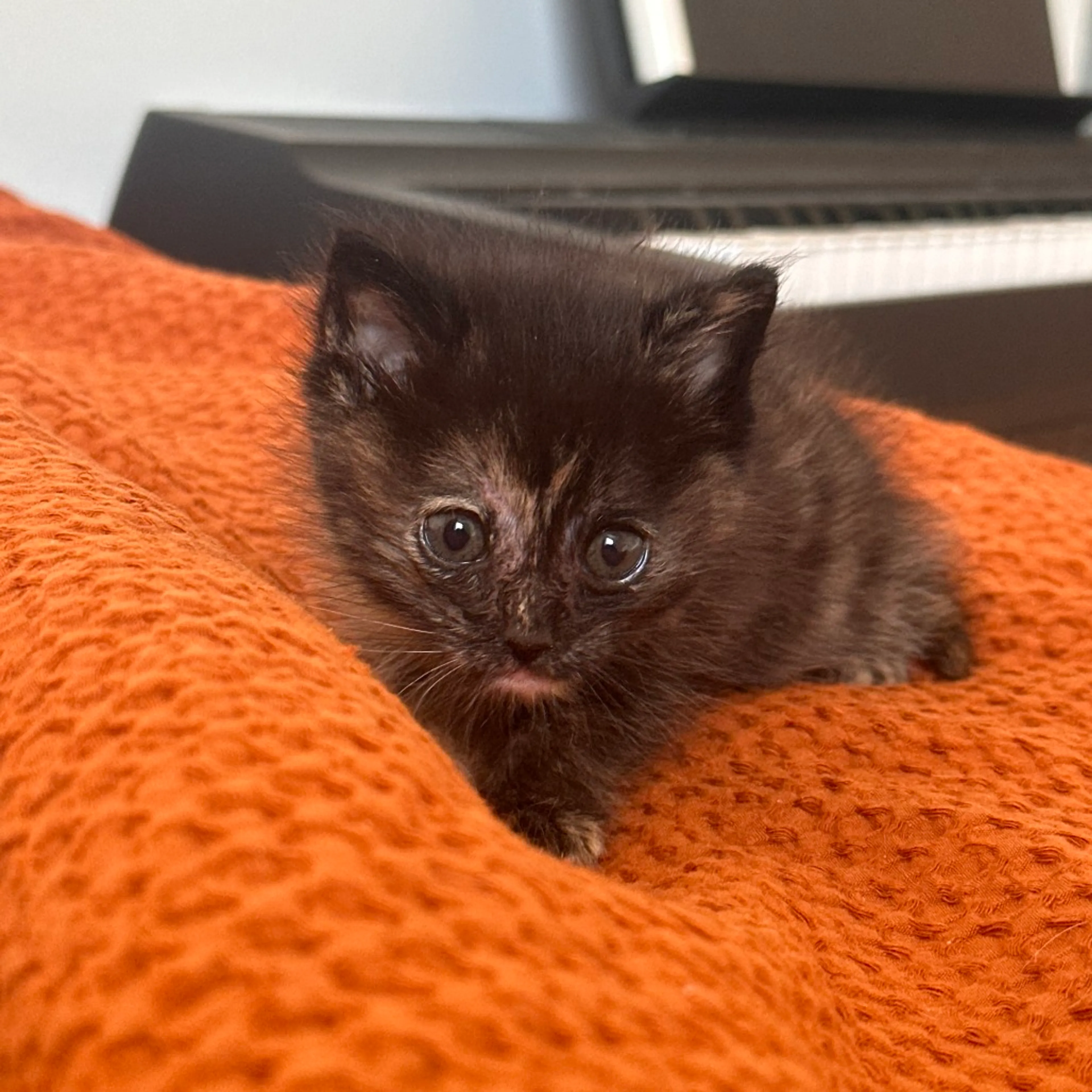 Found pet-4
