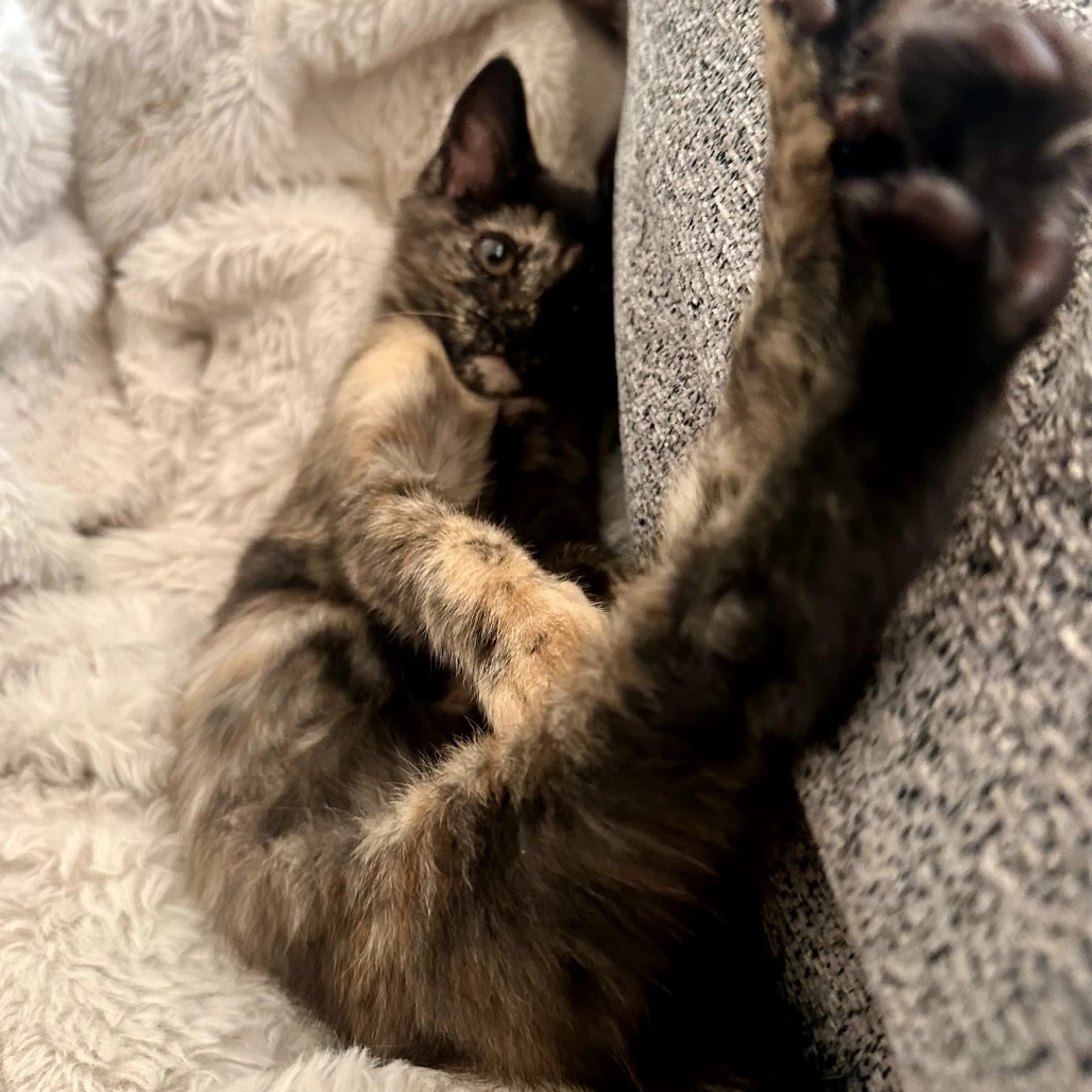 Found pet-13