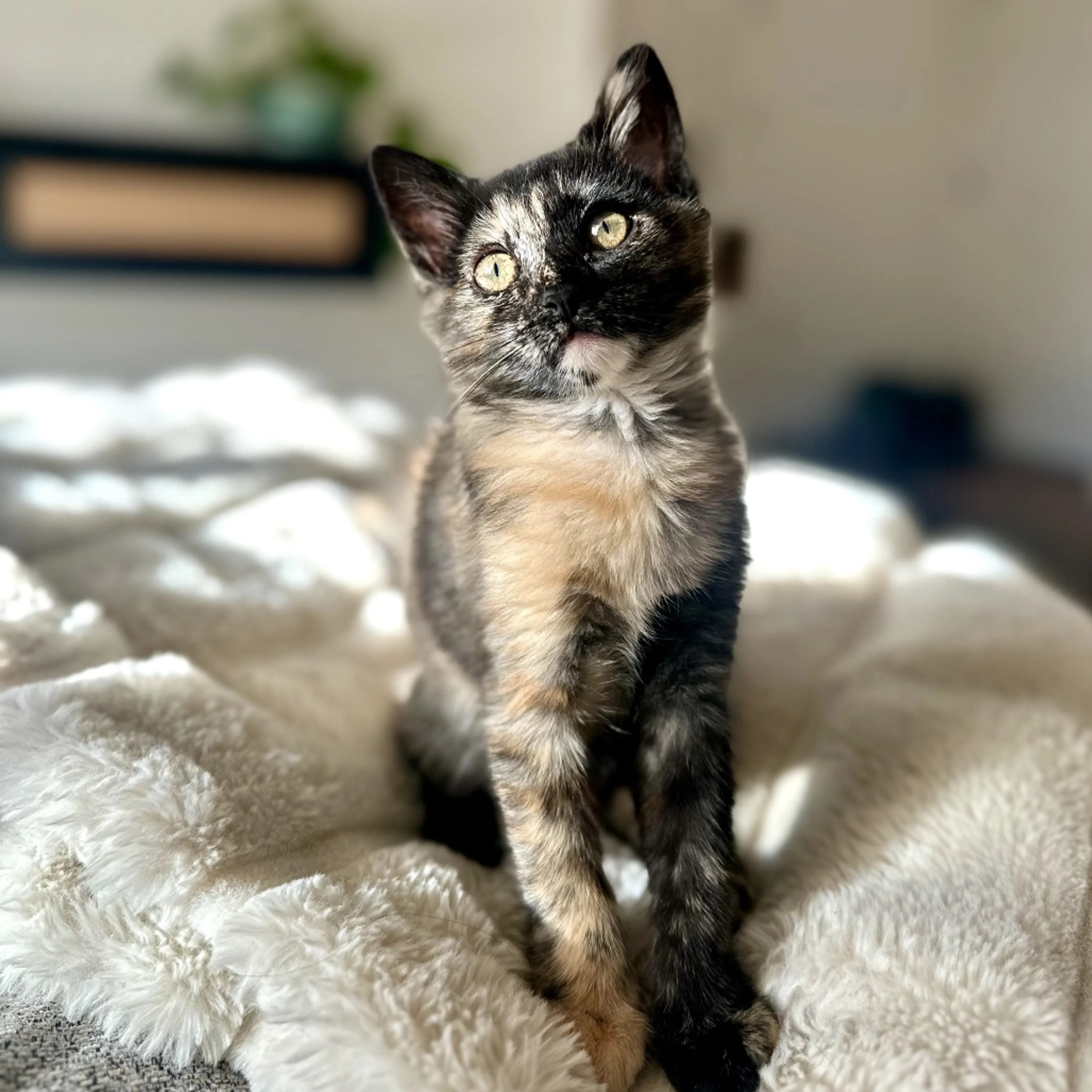 Found pet-0