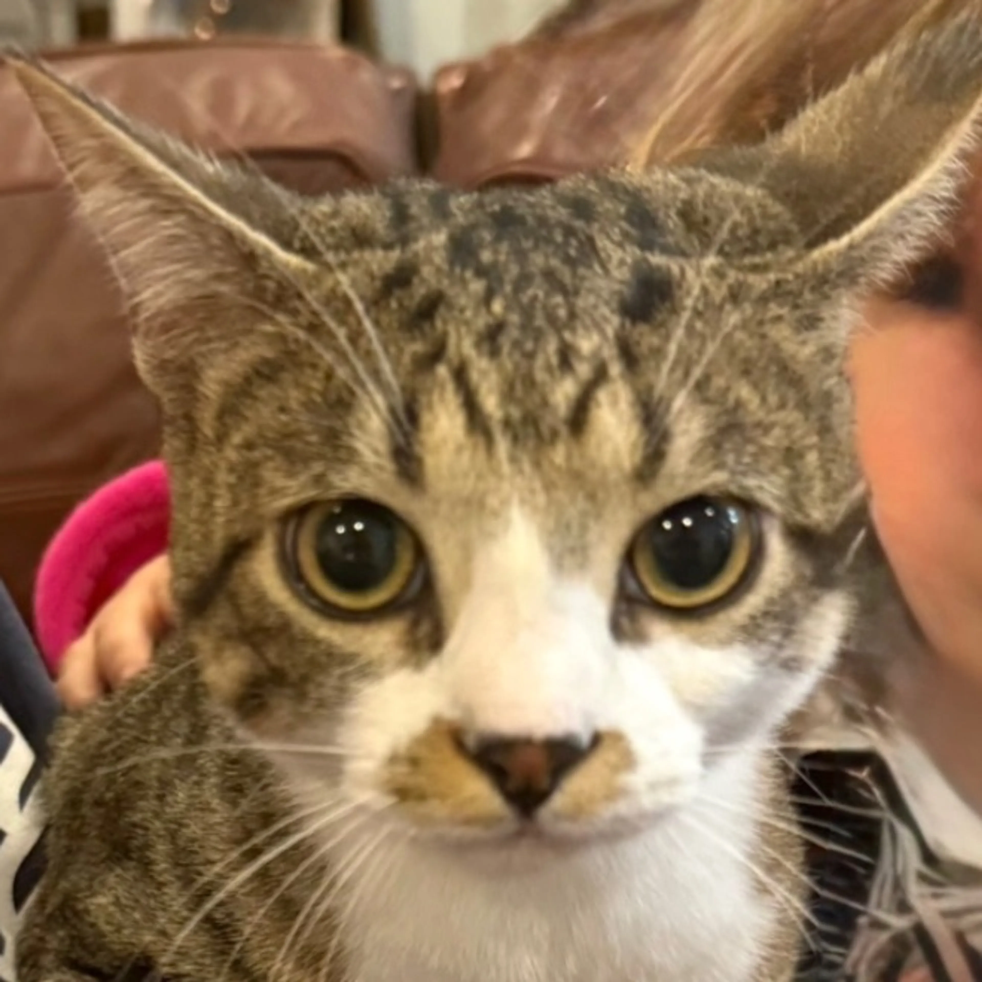 Lost pet
