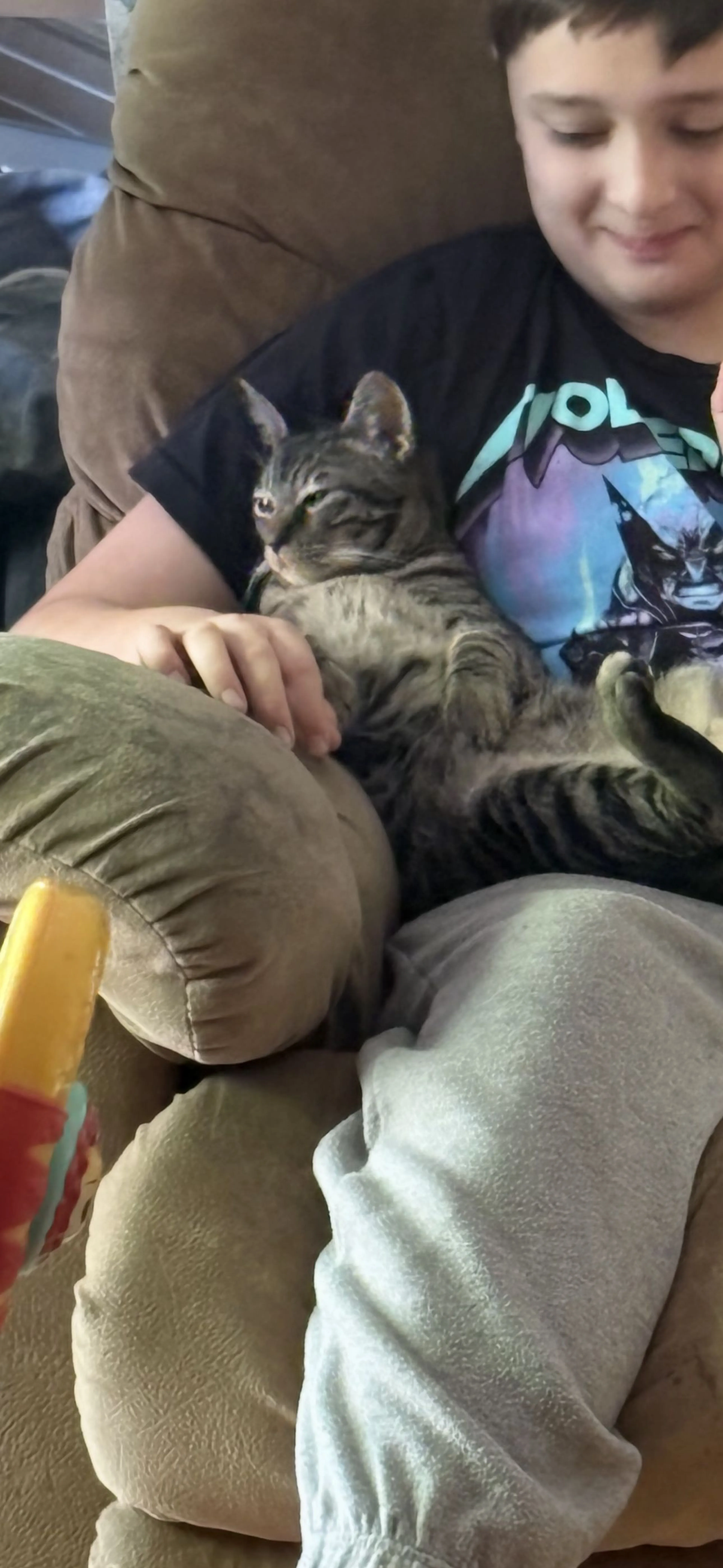 Lost pet-1