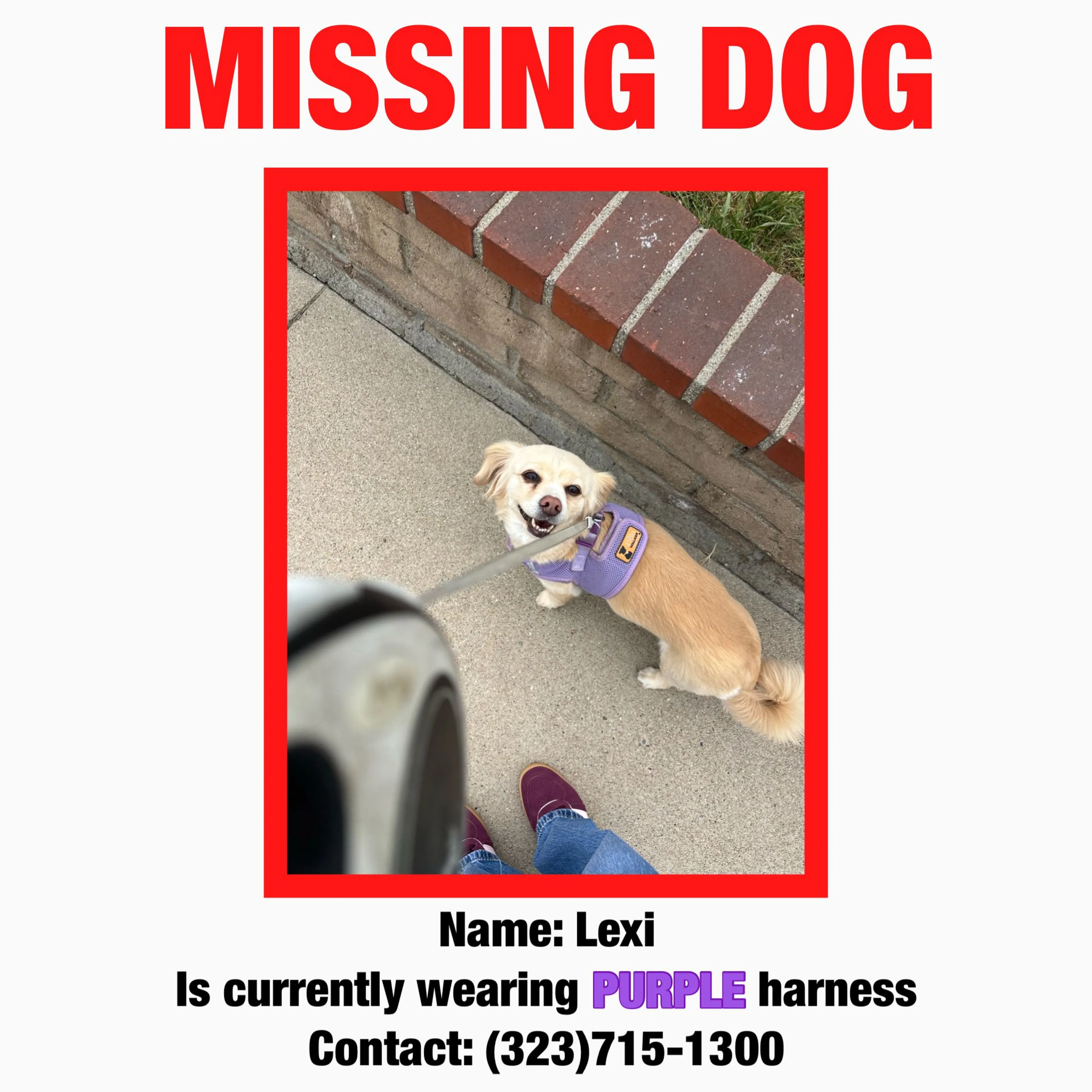 Lost pet
