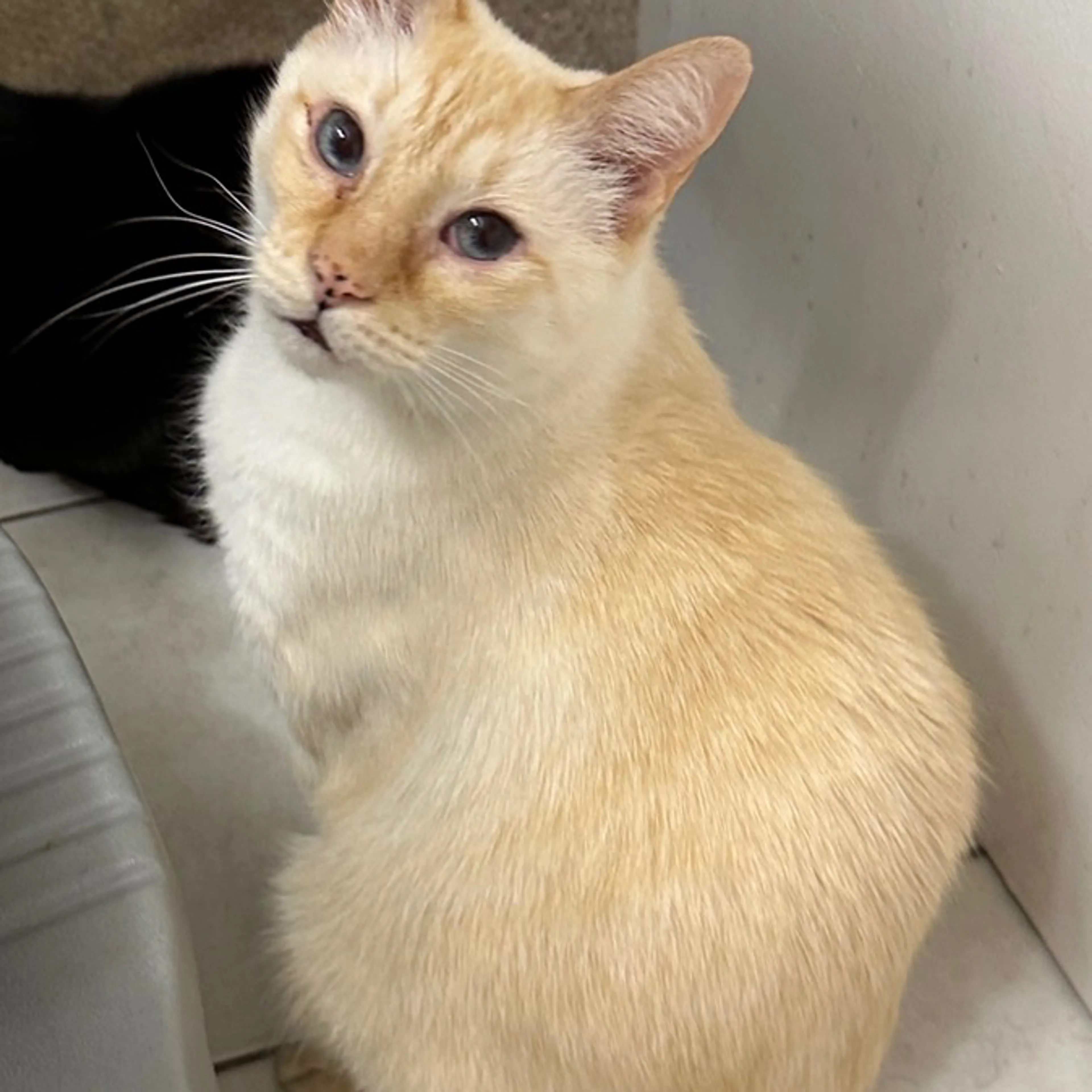 Lost pet-1