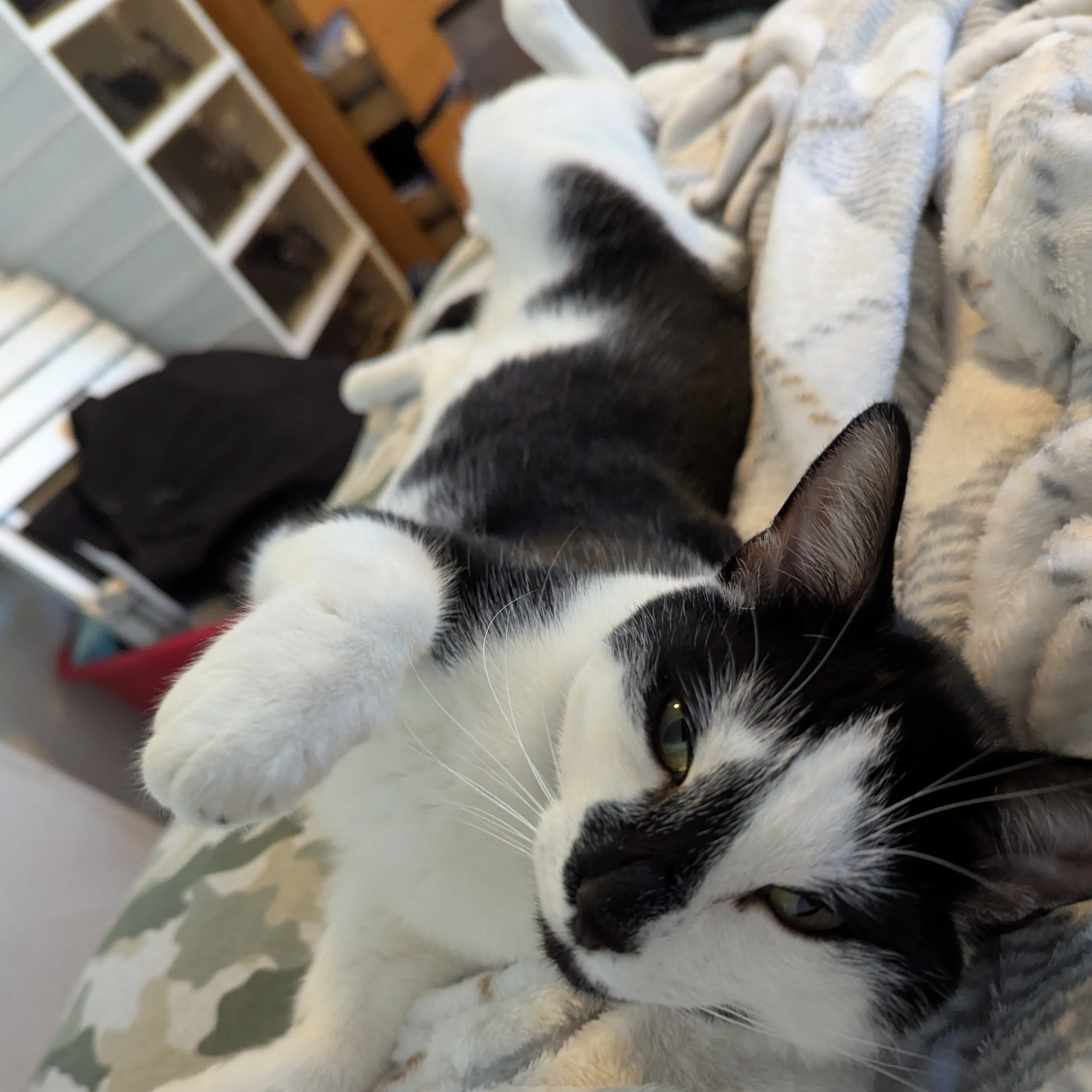 Lost pet-1