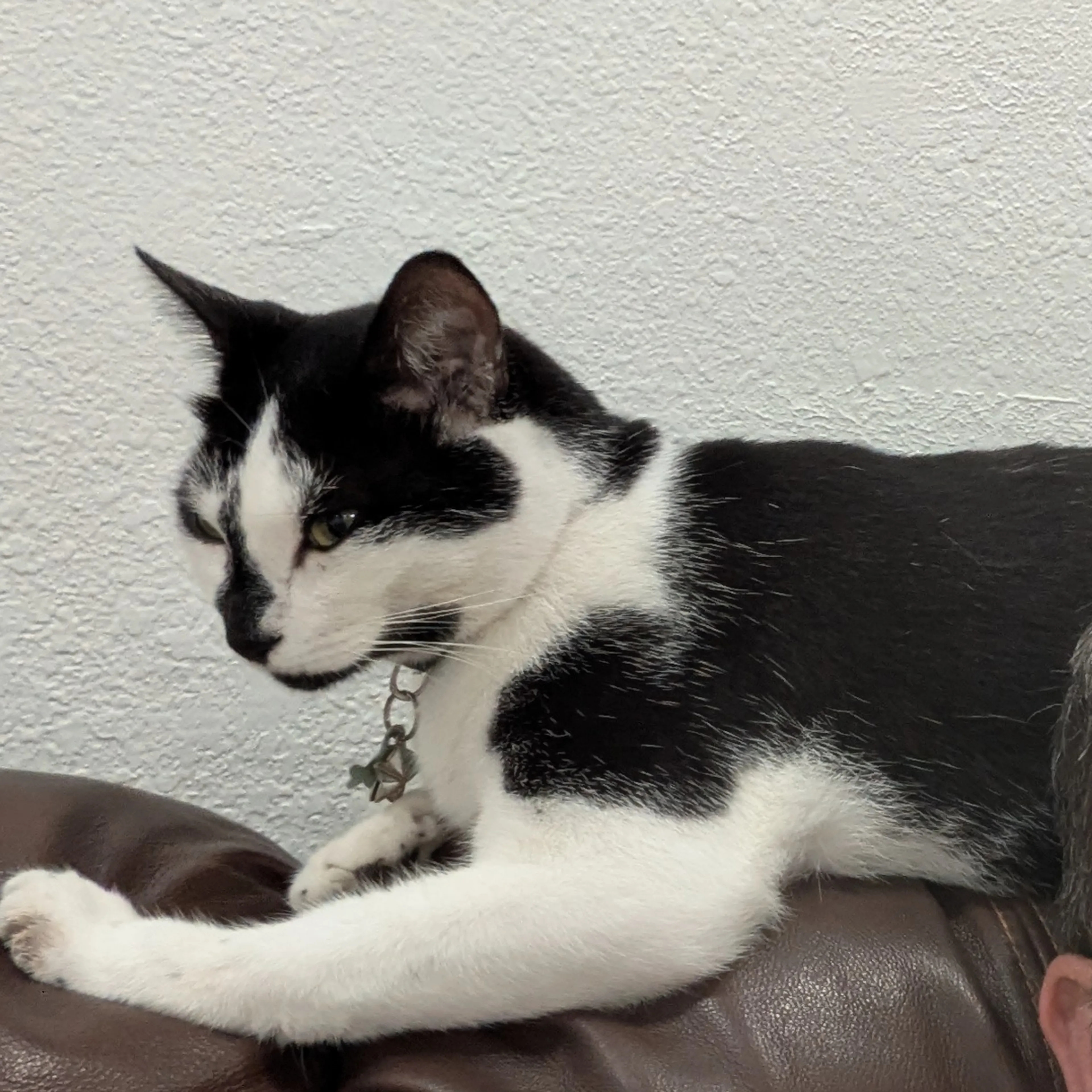 Lost pet-2