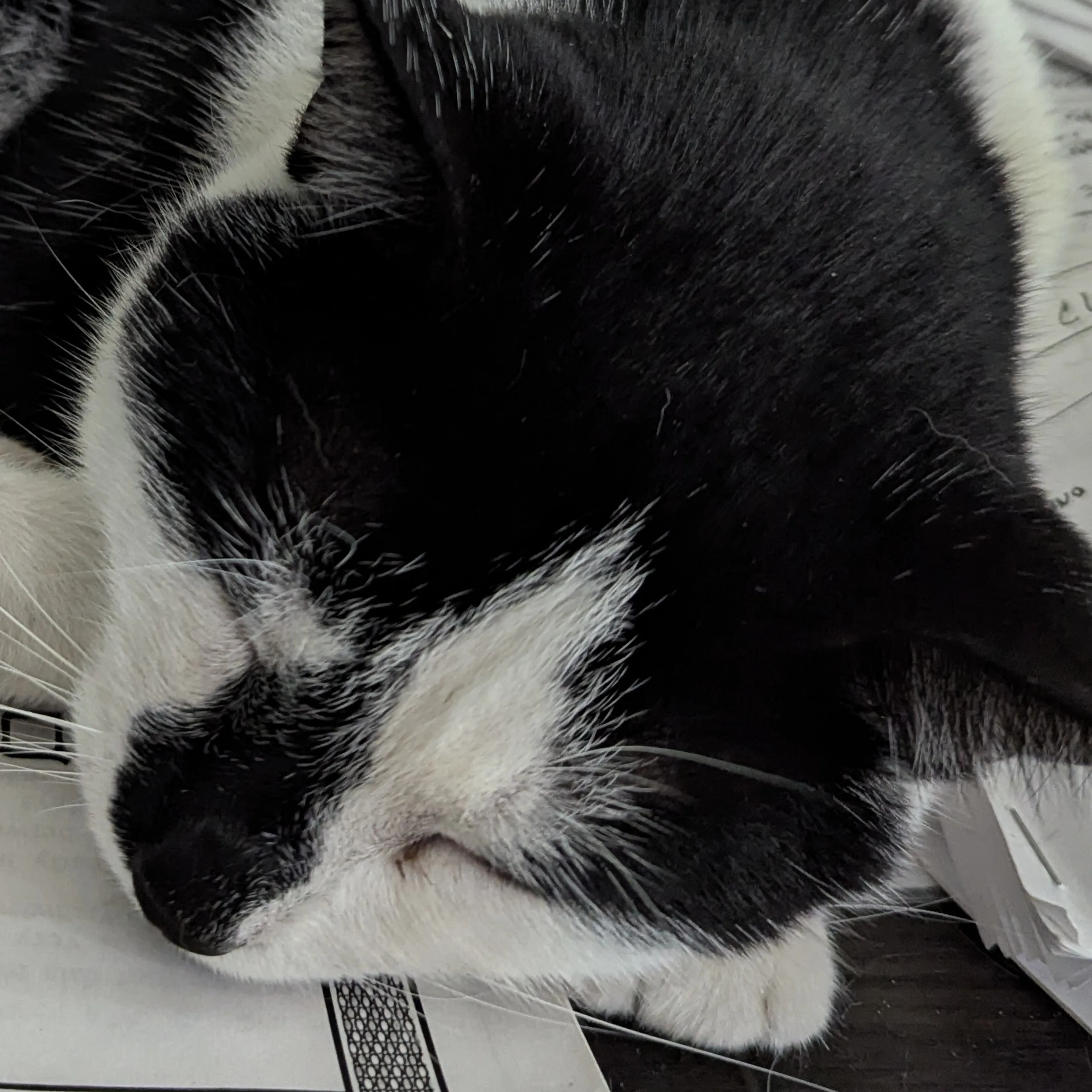 Lost pet-3