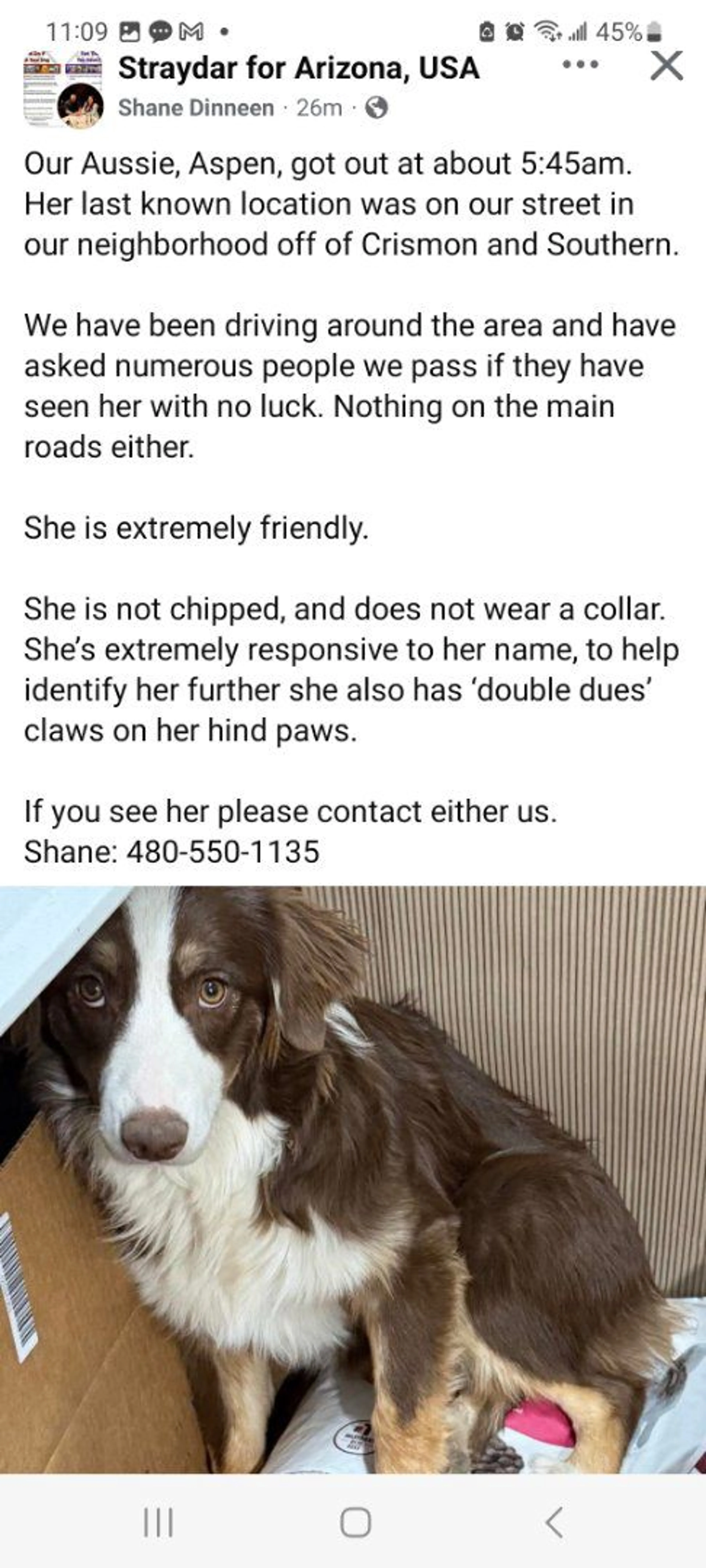 Lost pet