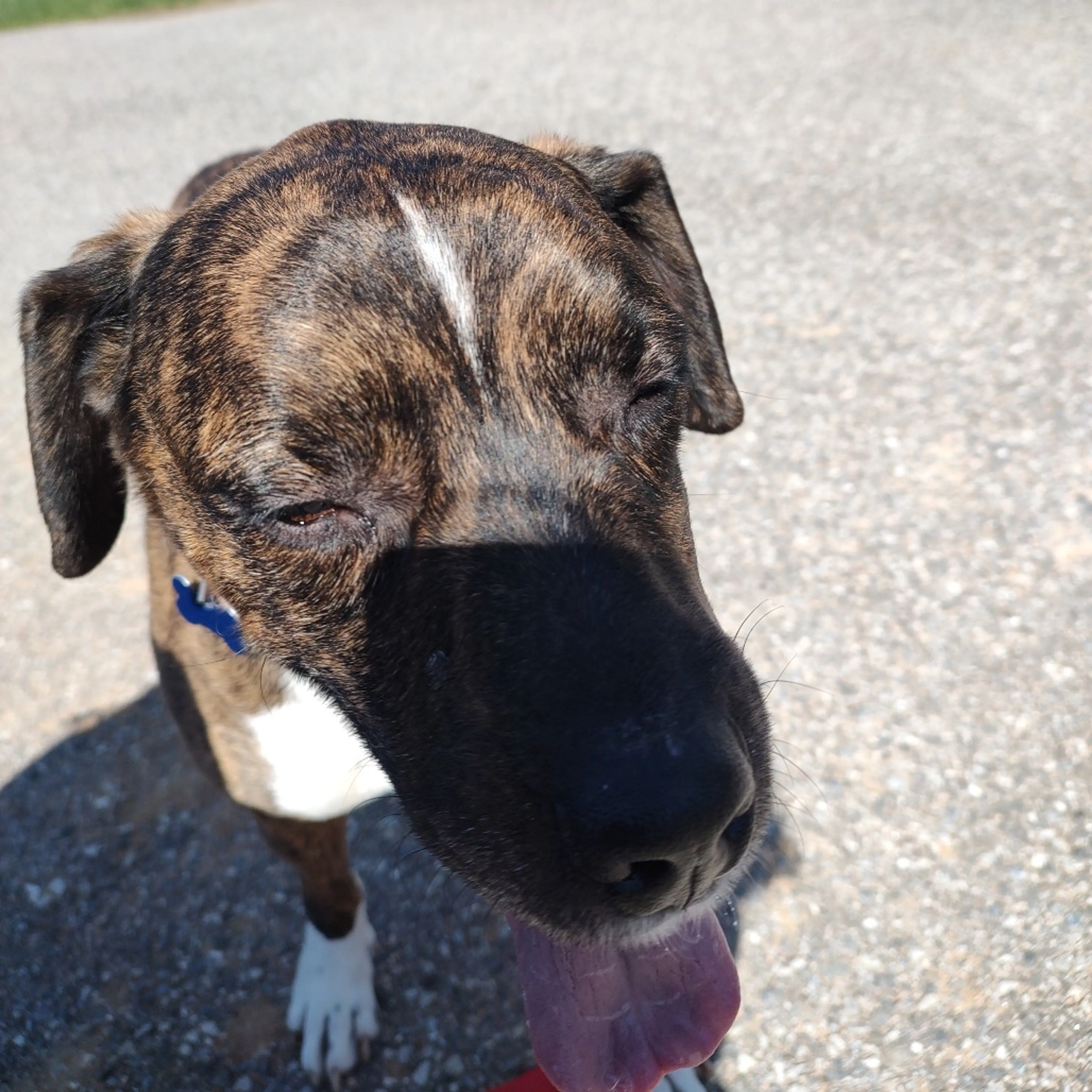 Found pet-11