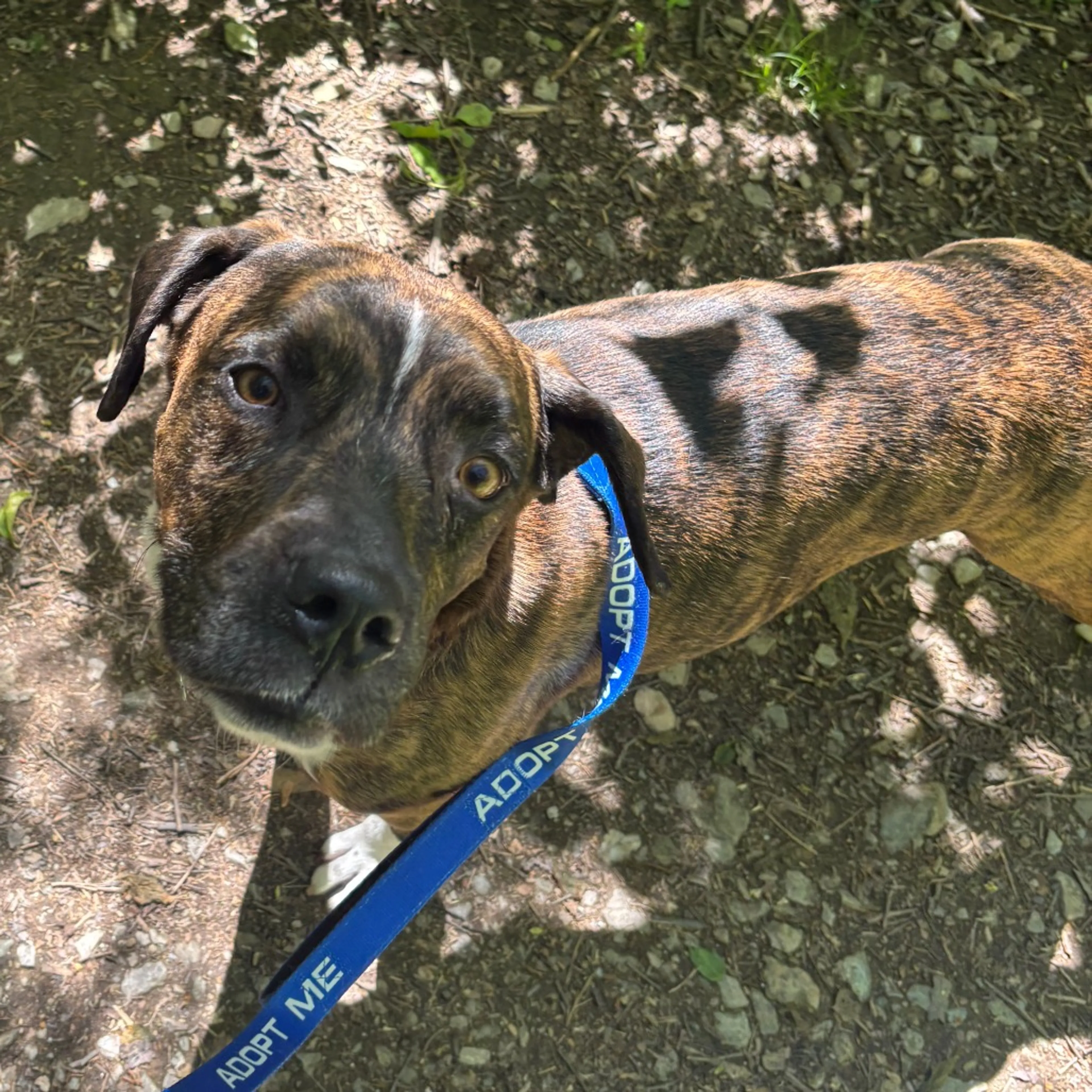 Found pet-13