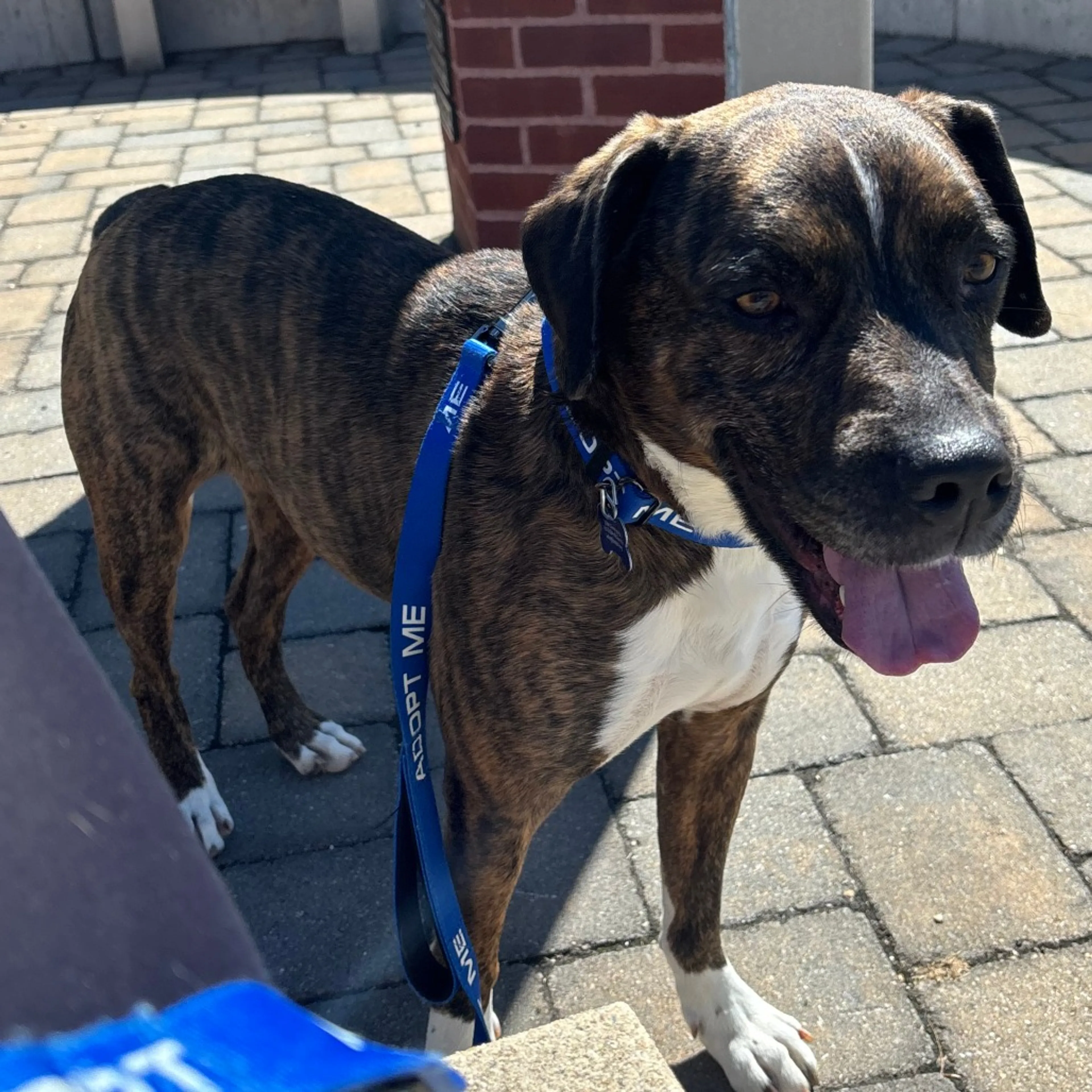 Found pet-14