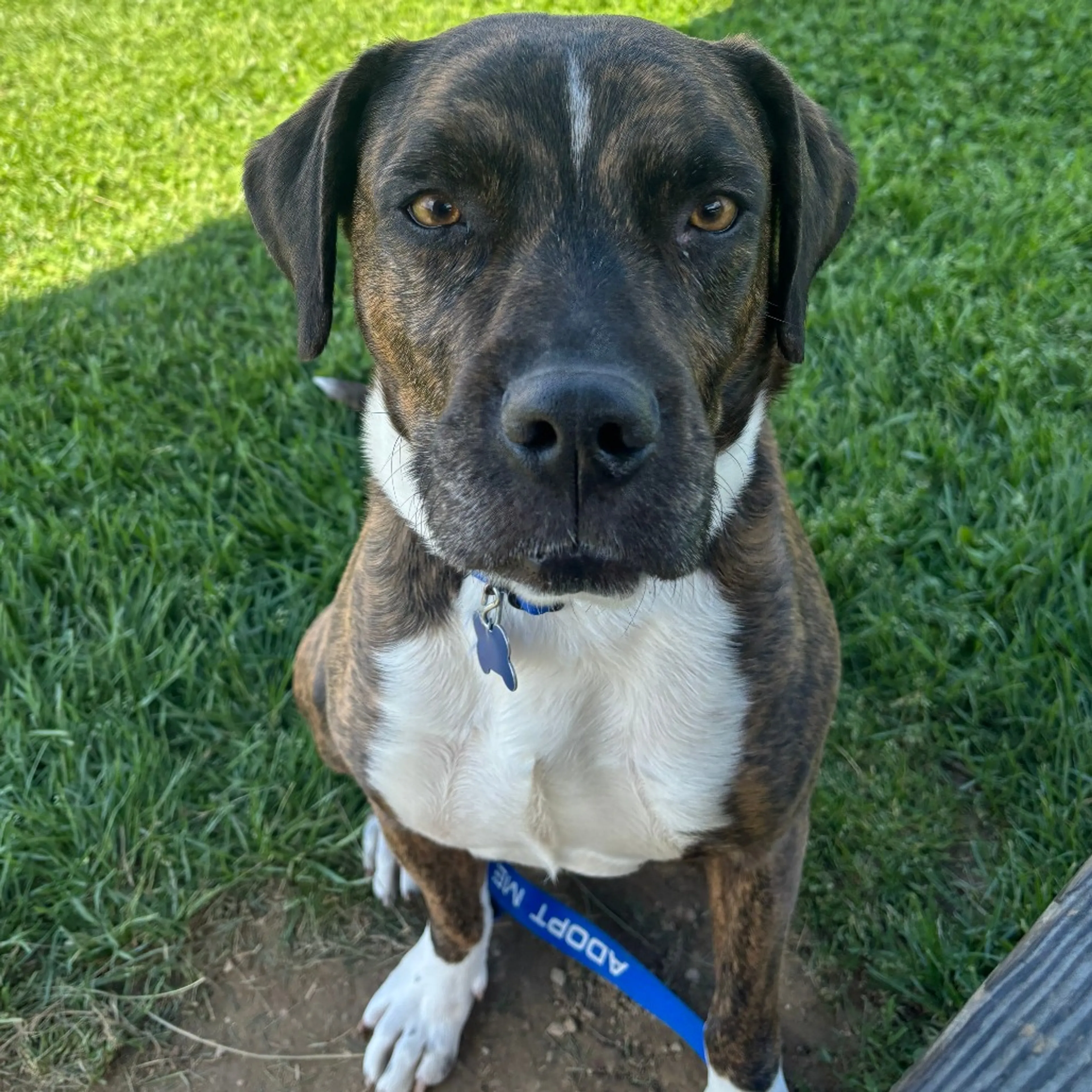 Found pet-12