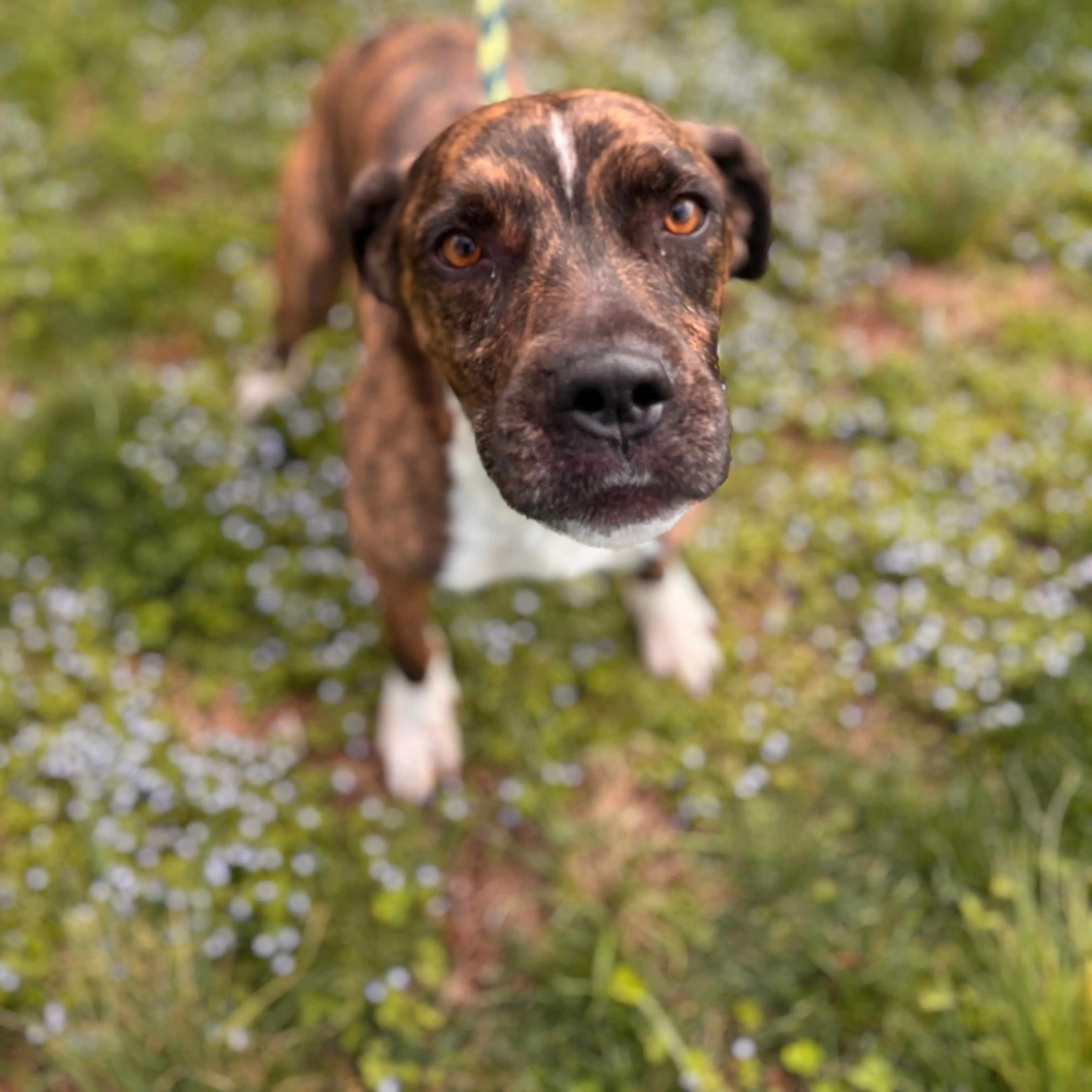 Found pet-2