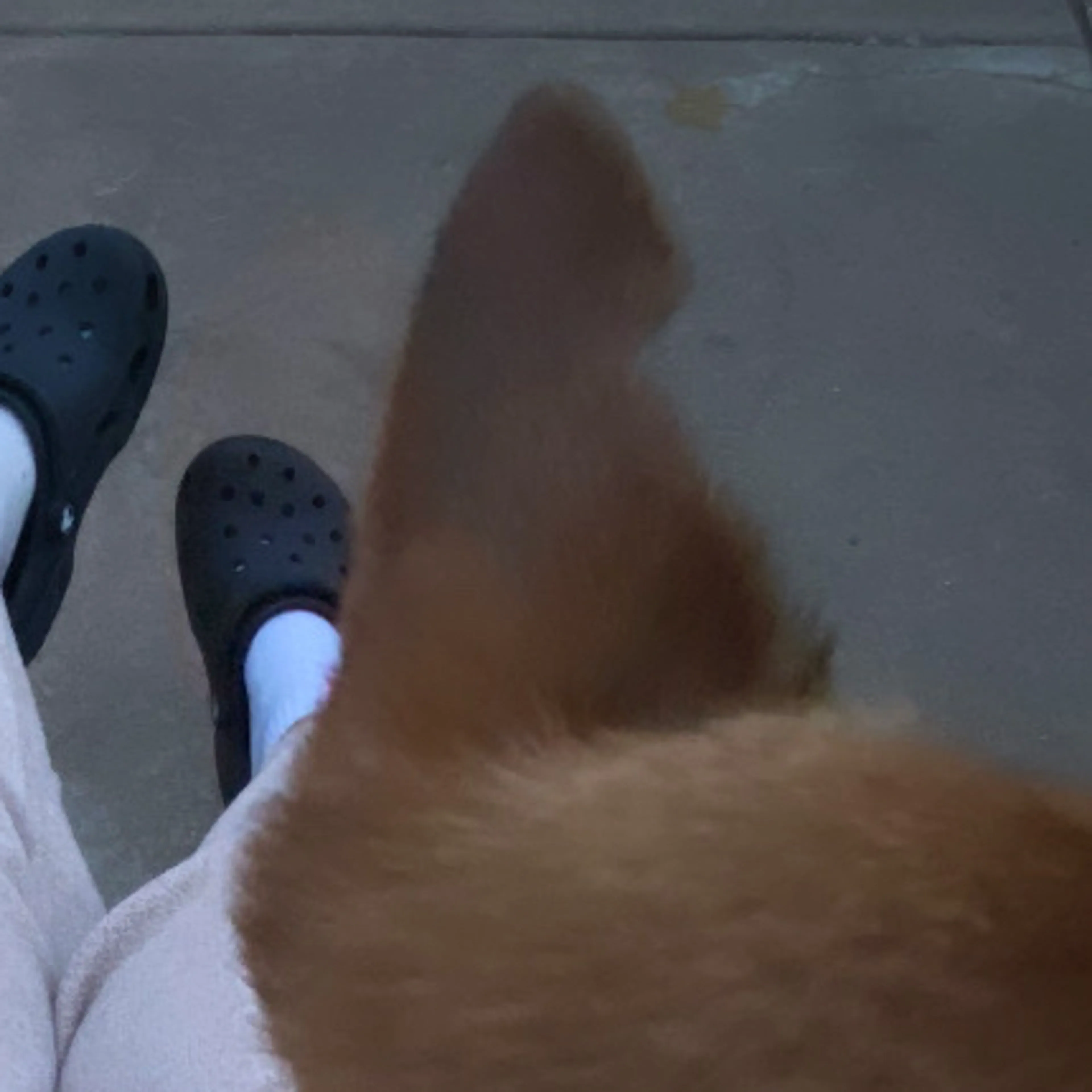 Lost pet-3