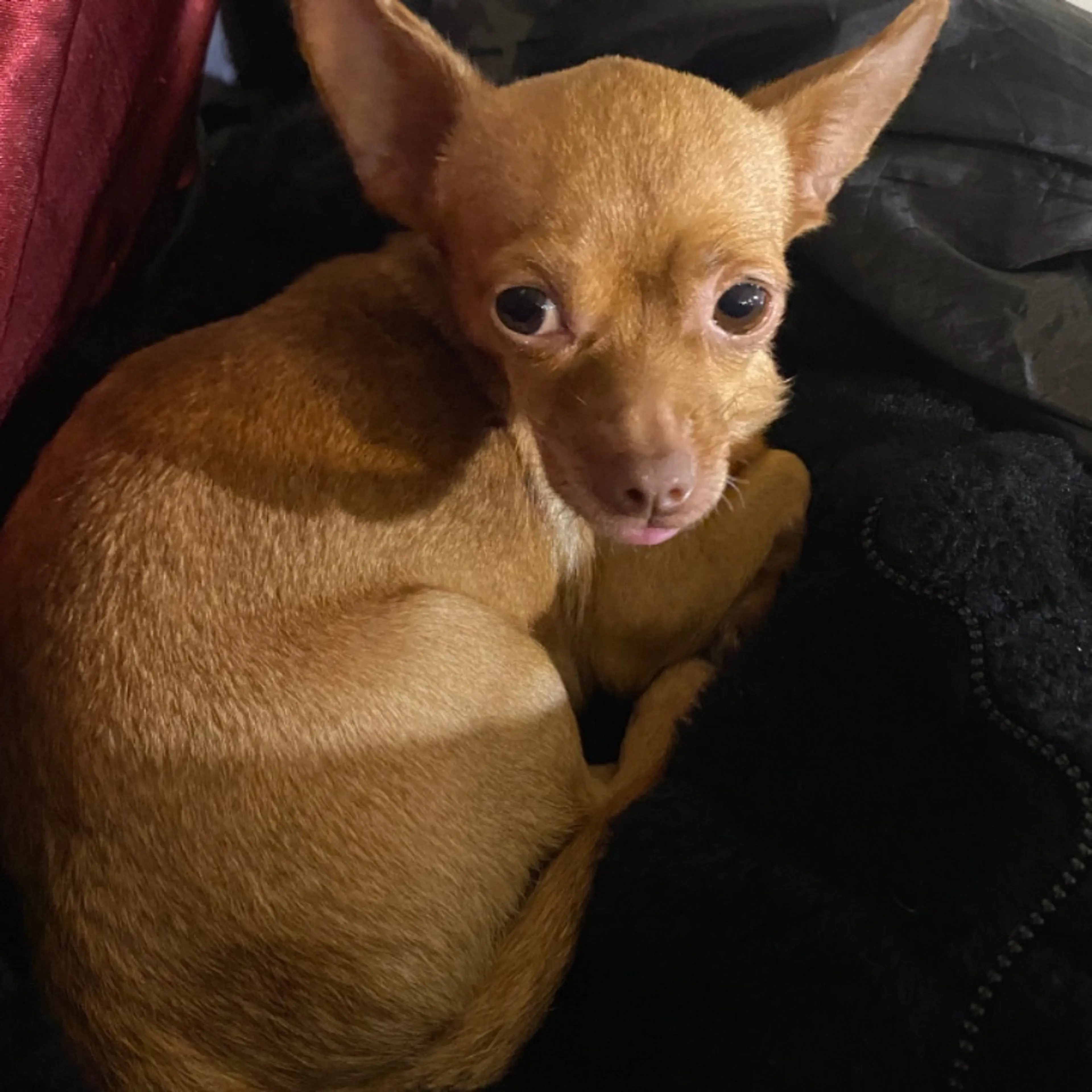 Lost pet-0