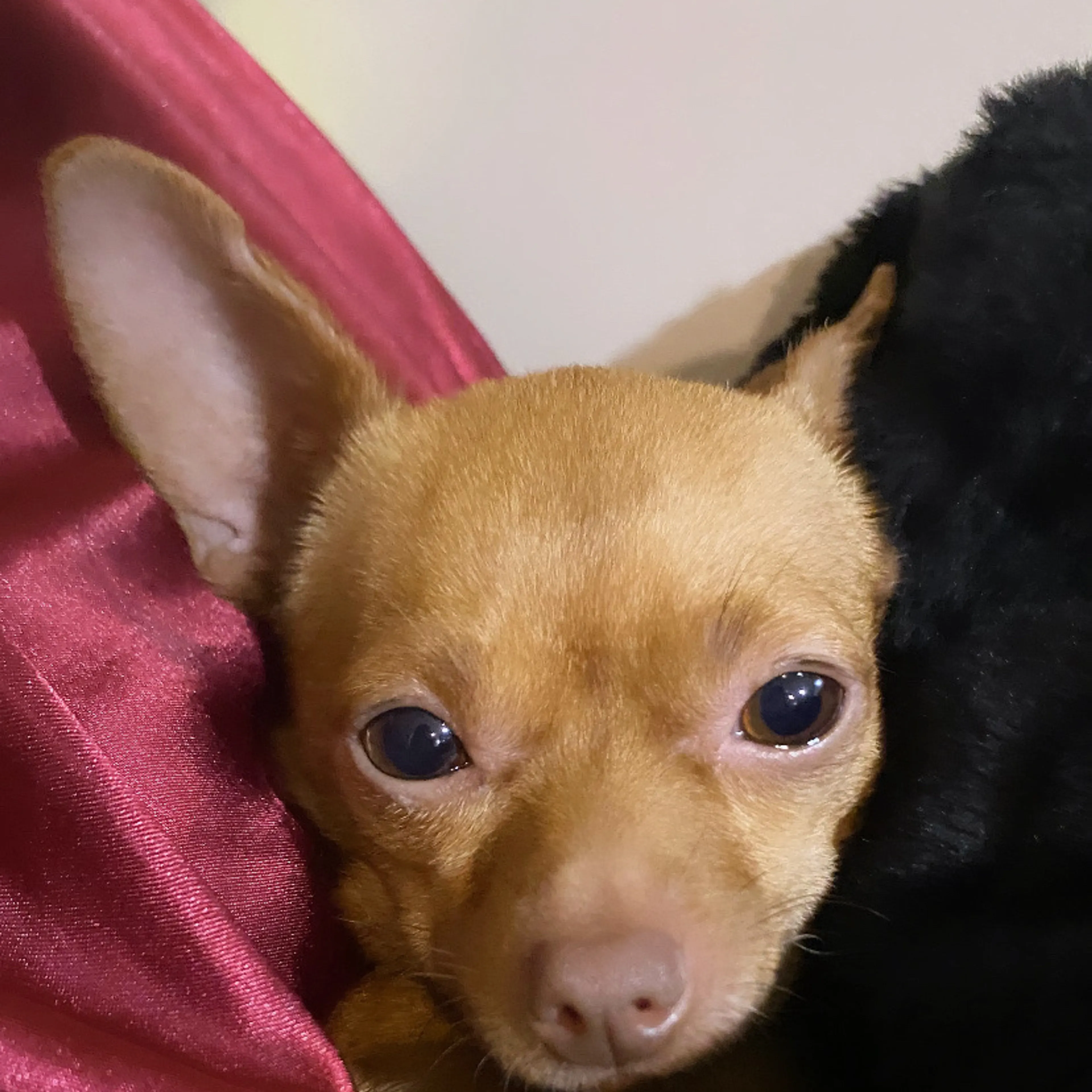 Lost pet-2