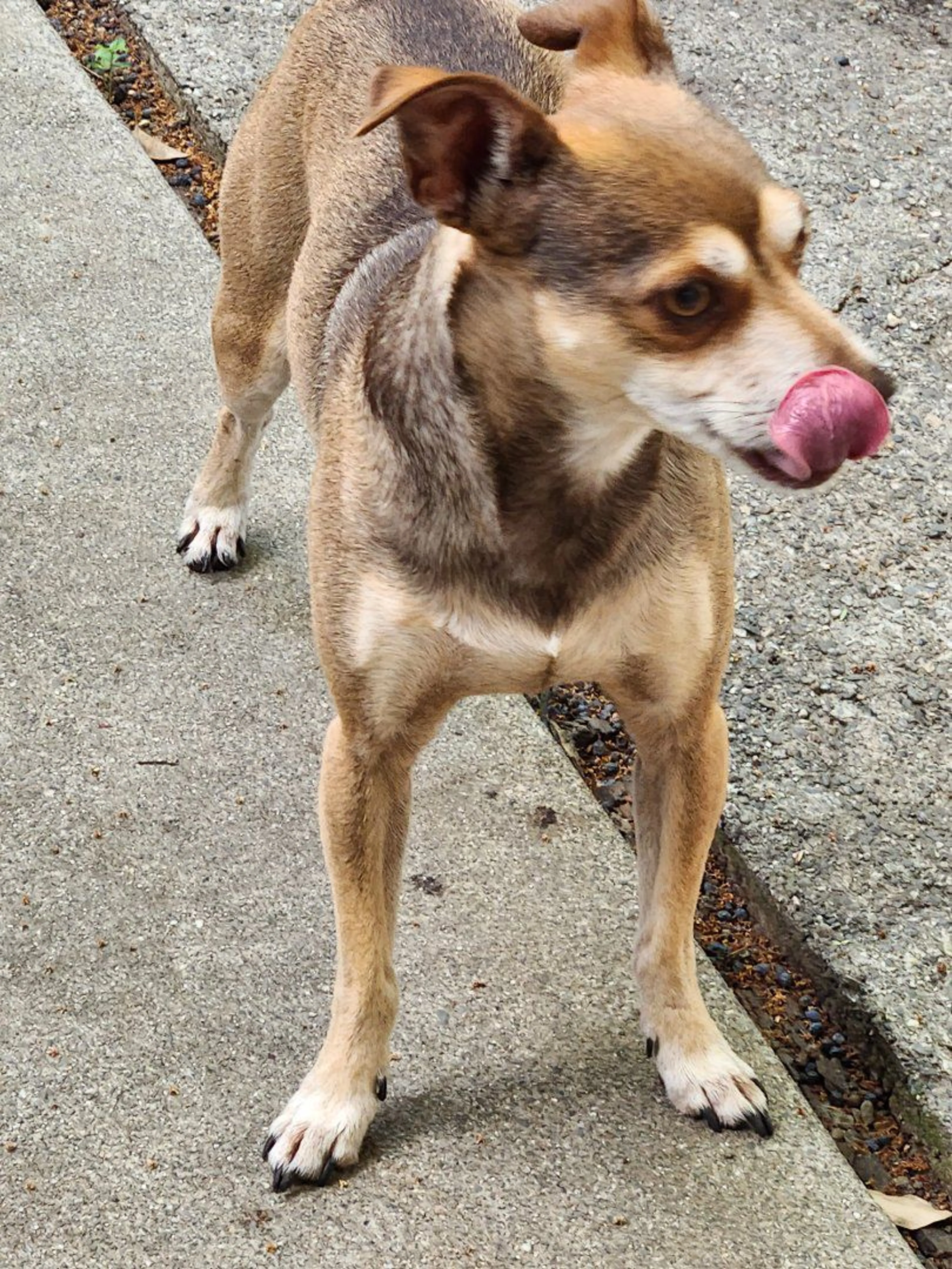 Lost pet-2