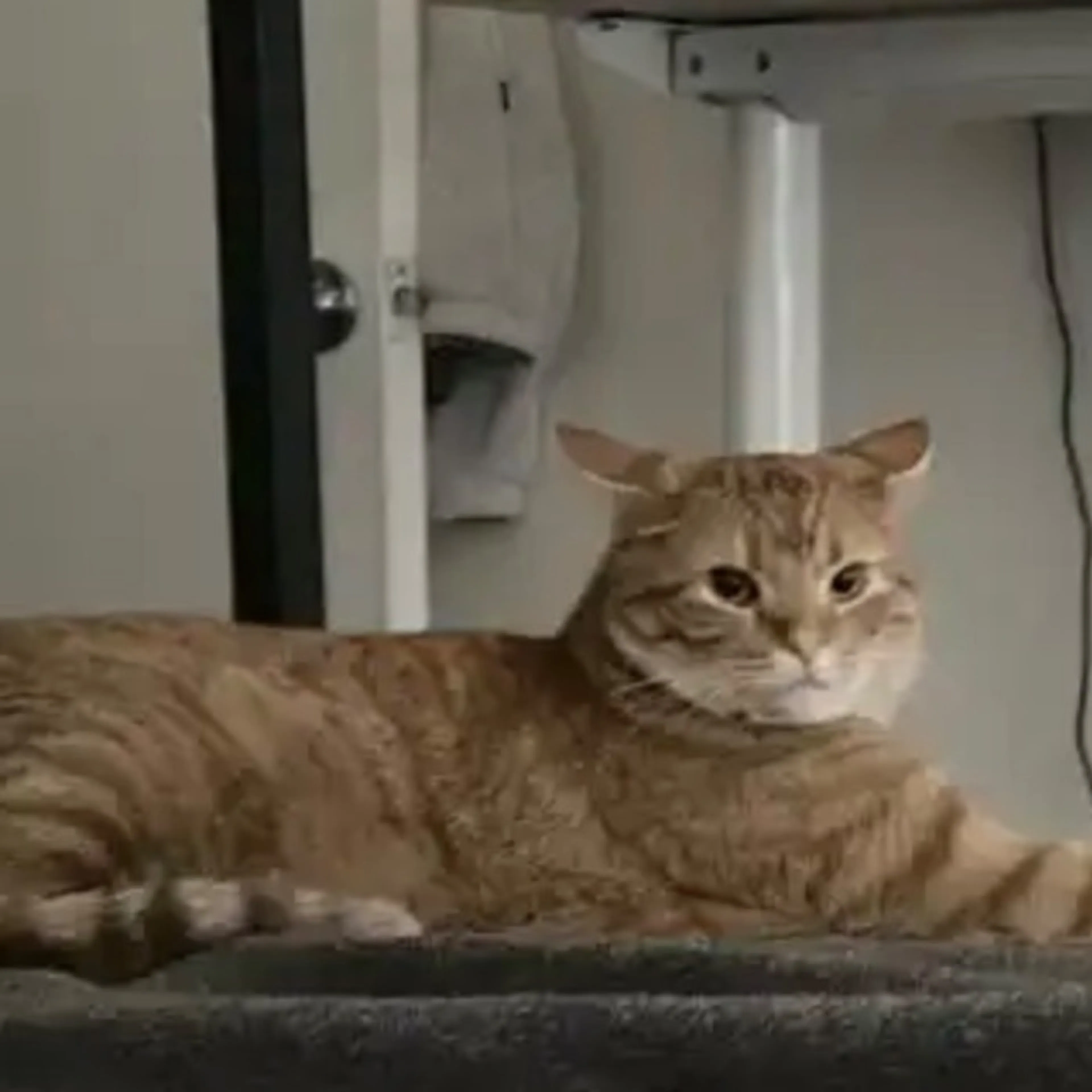 Lost pet