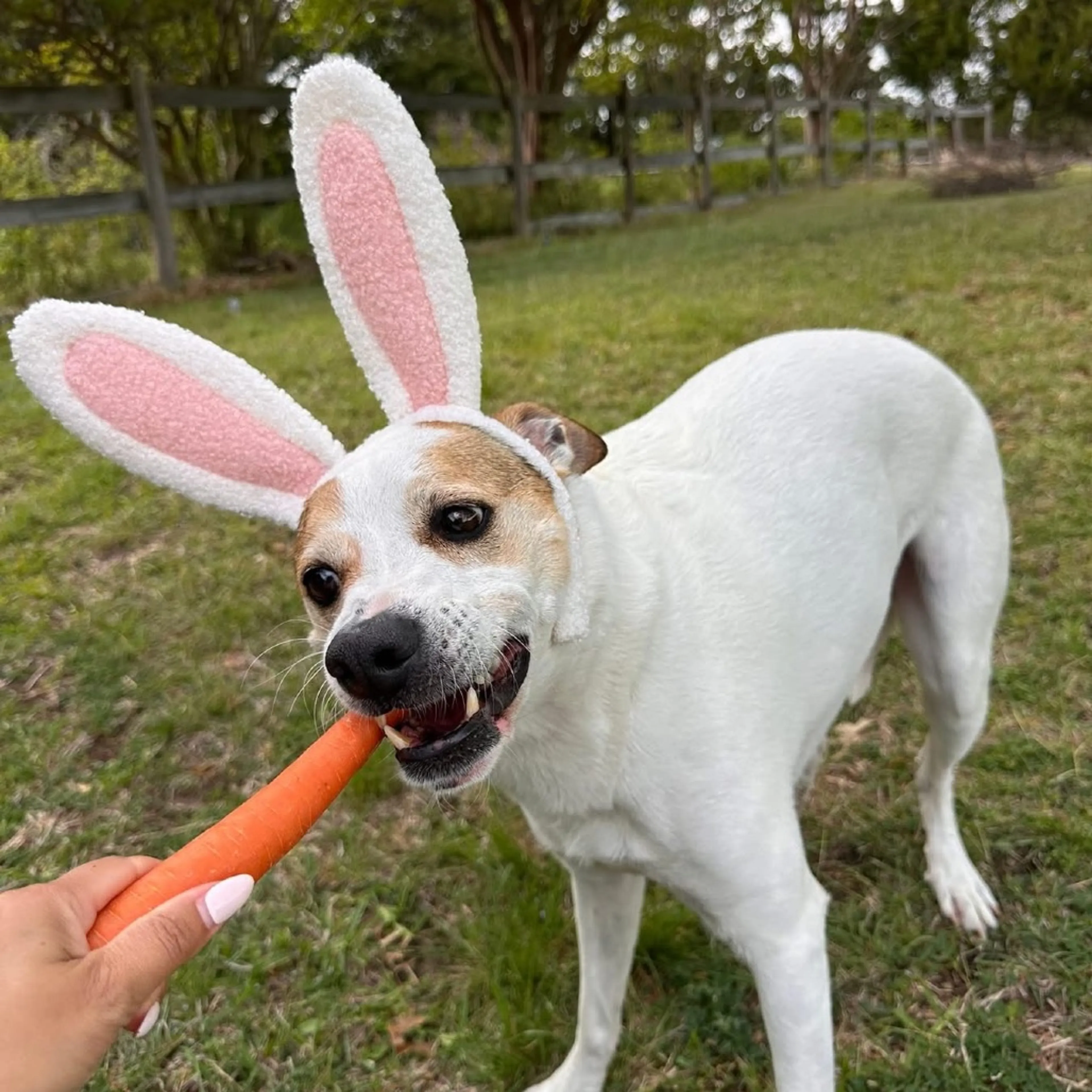 Found pet-26