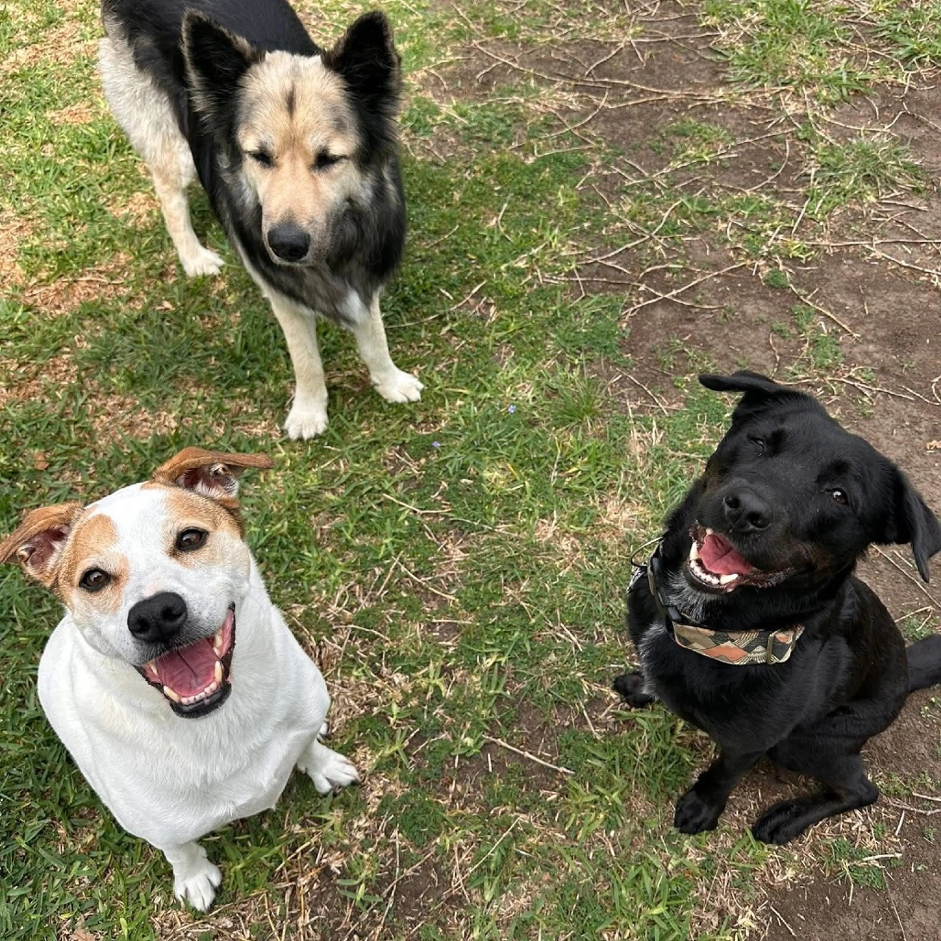 Found pet-24