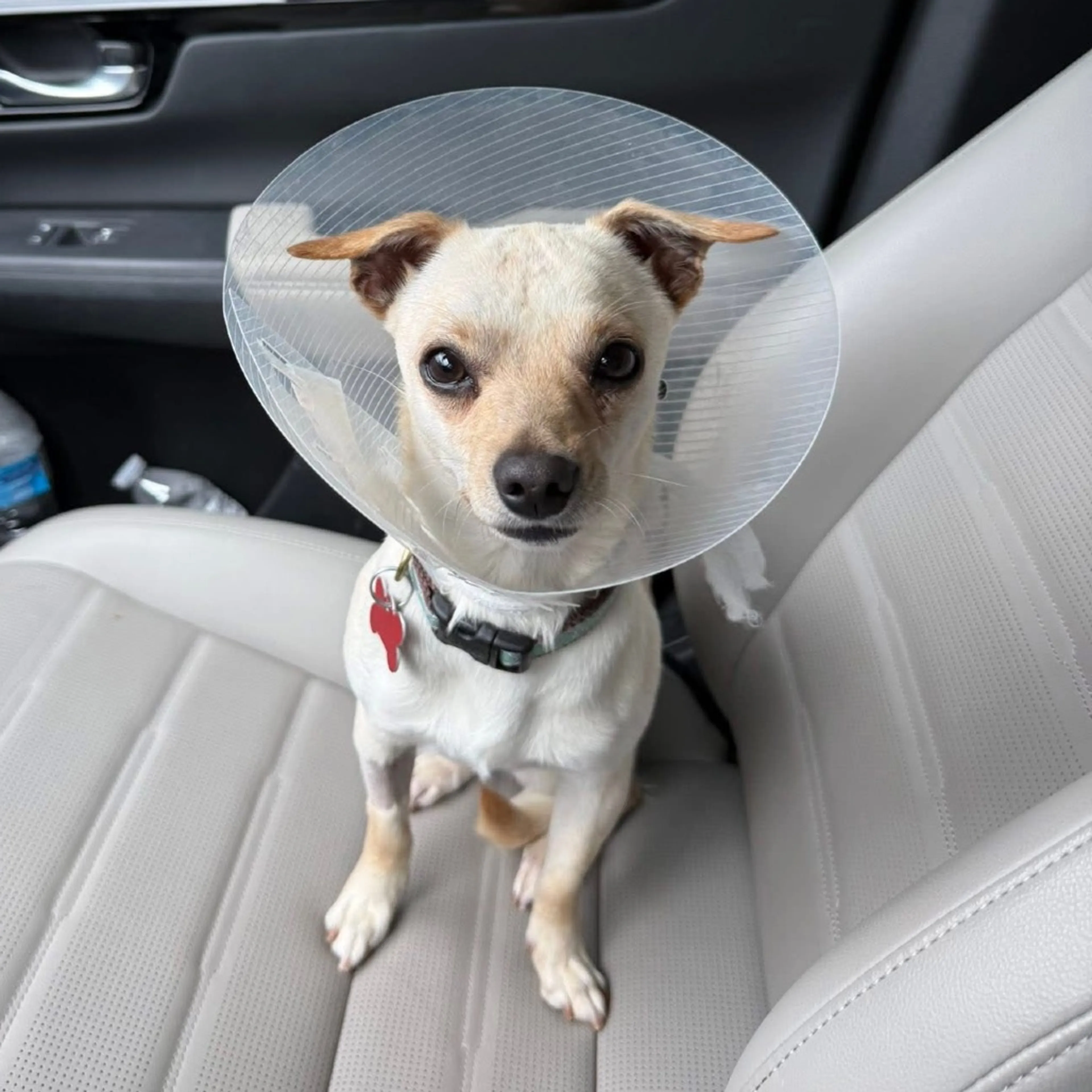 Found pet-32
