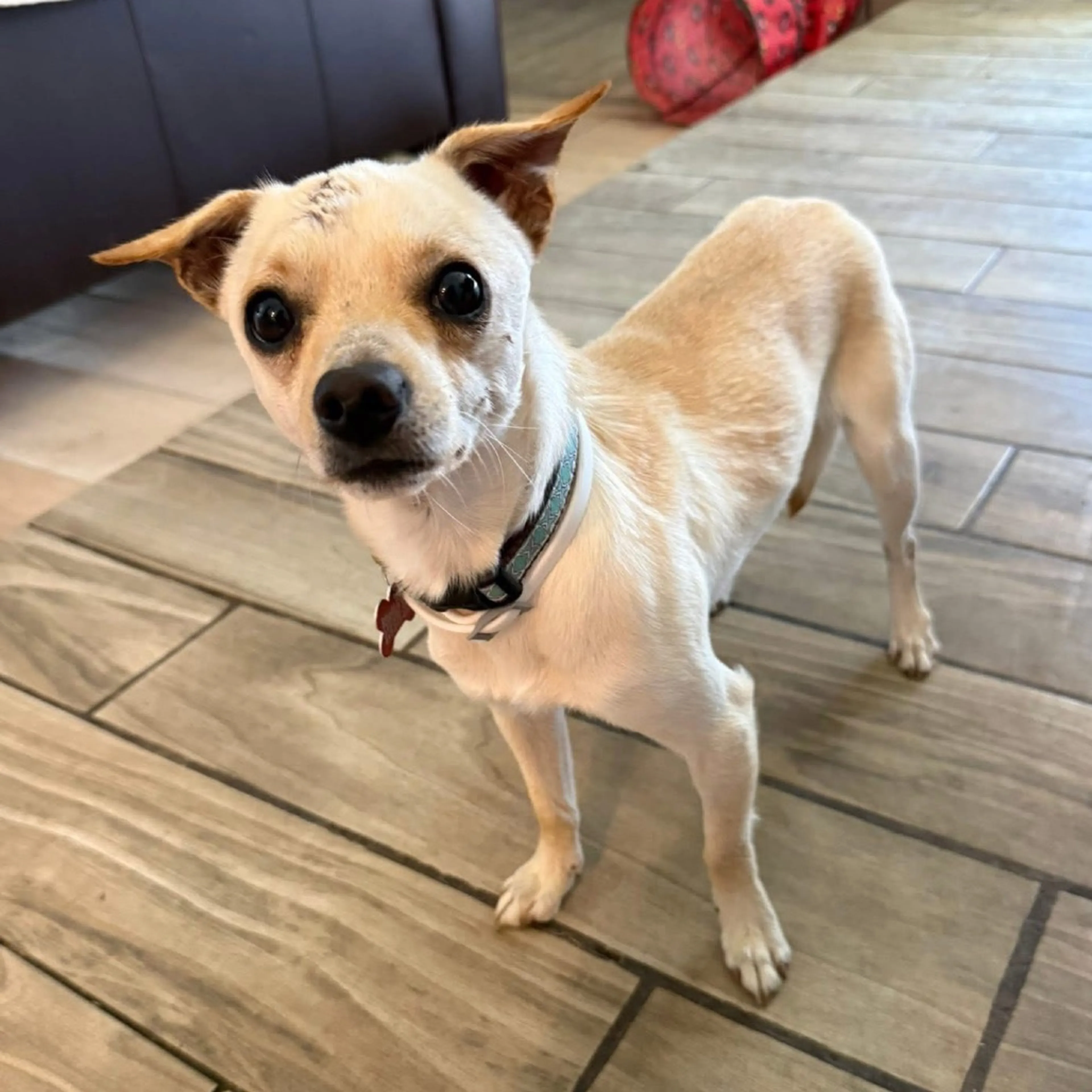 Found pet-13