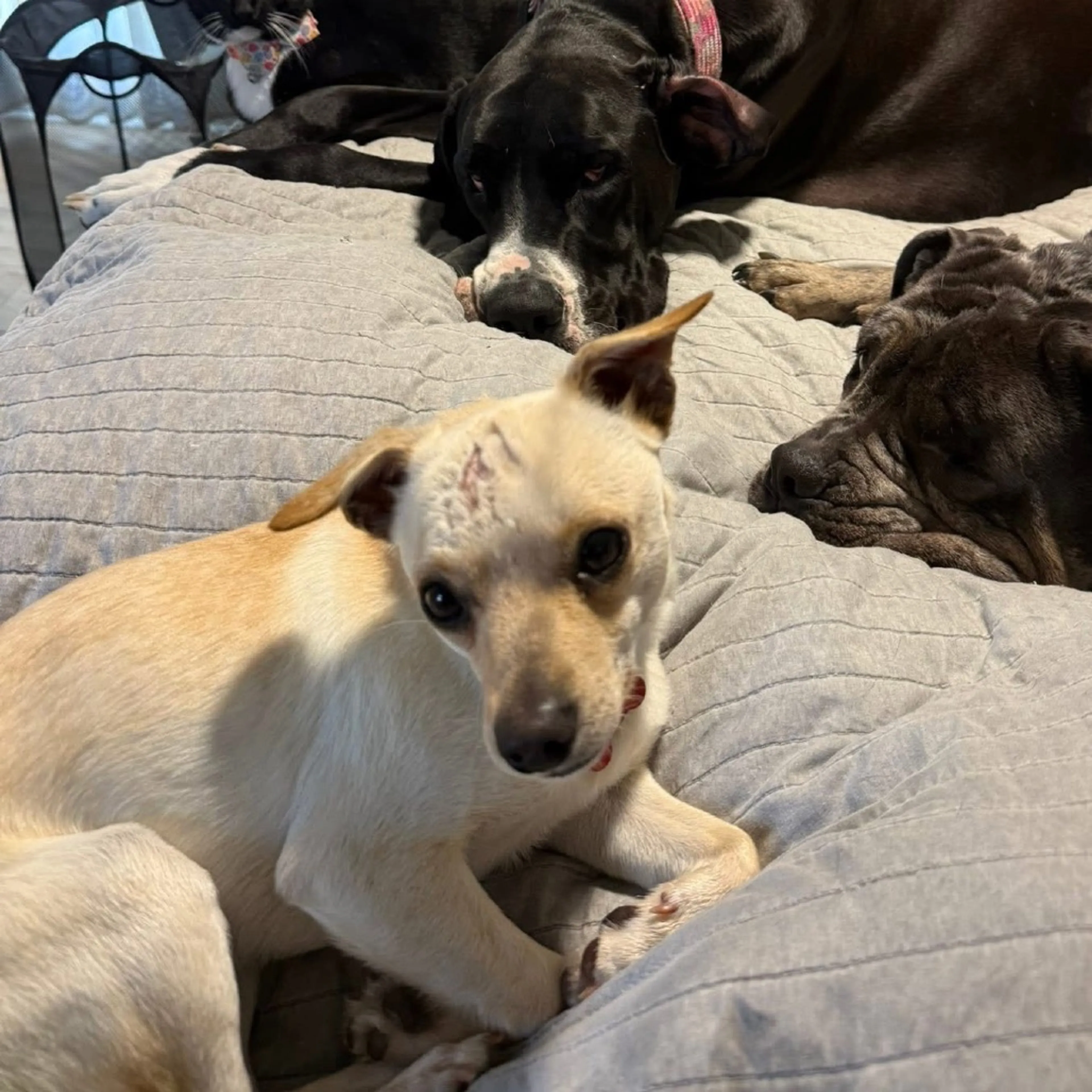 Found pet-30
