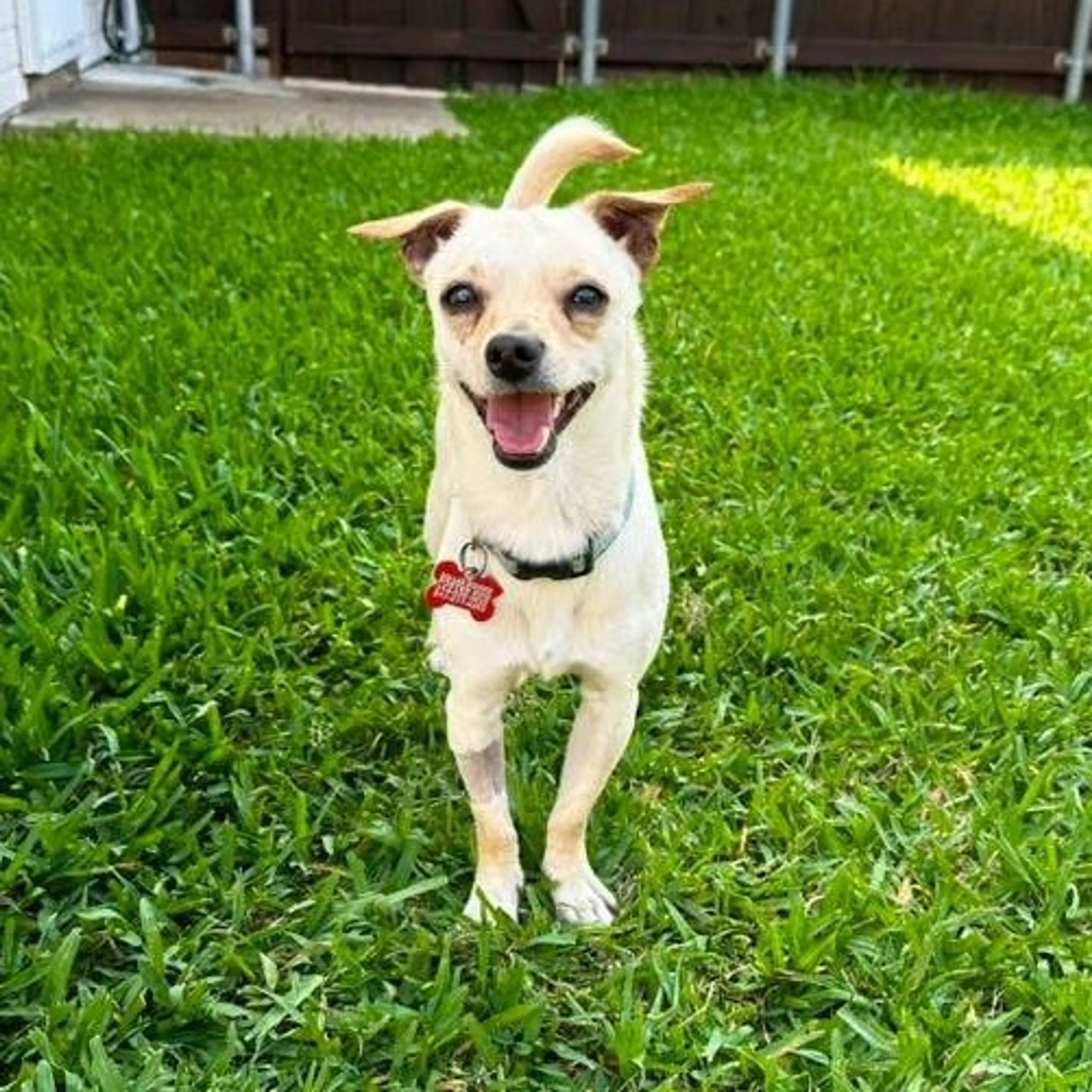 Found pet-34