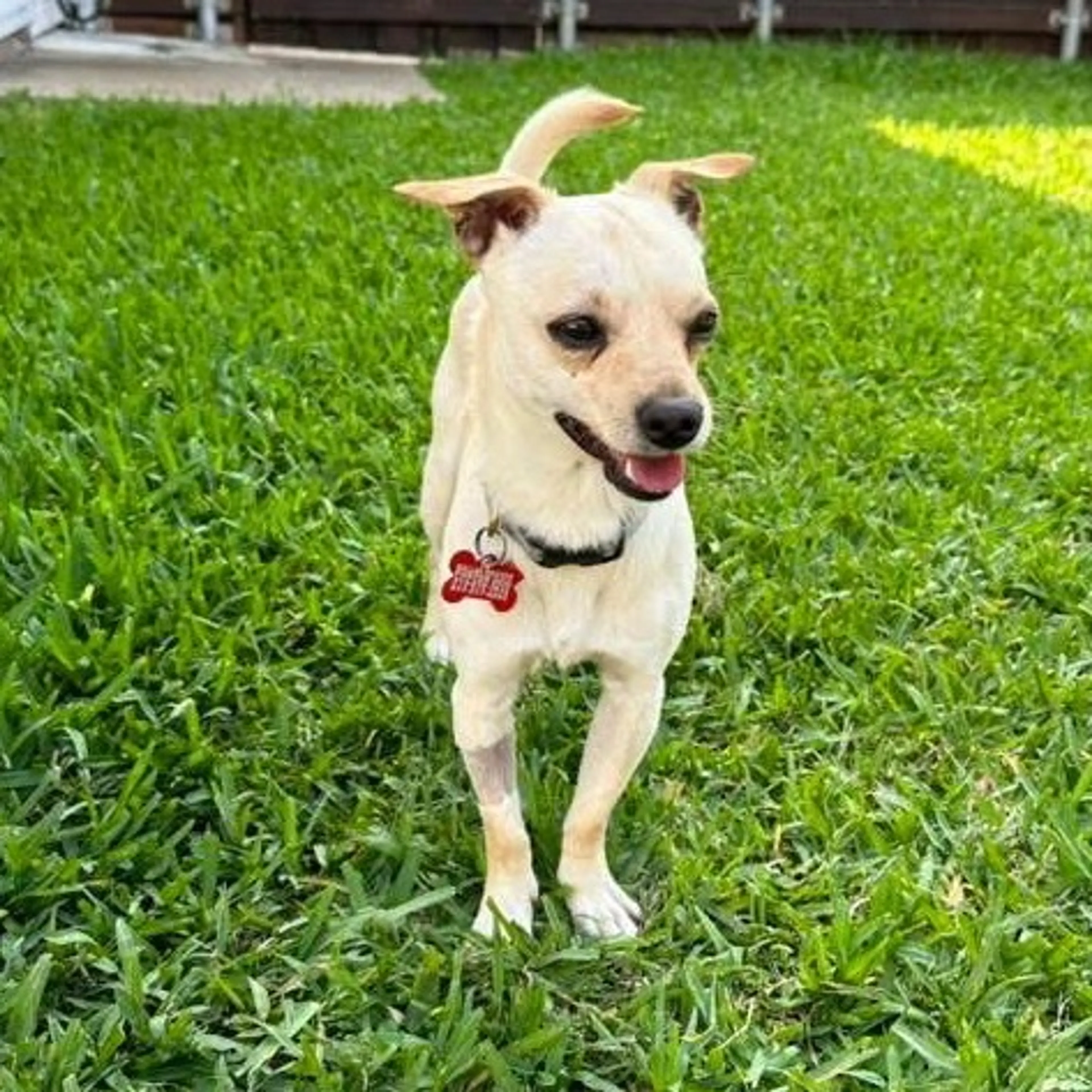 Found pet-38