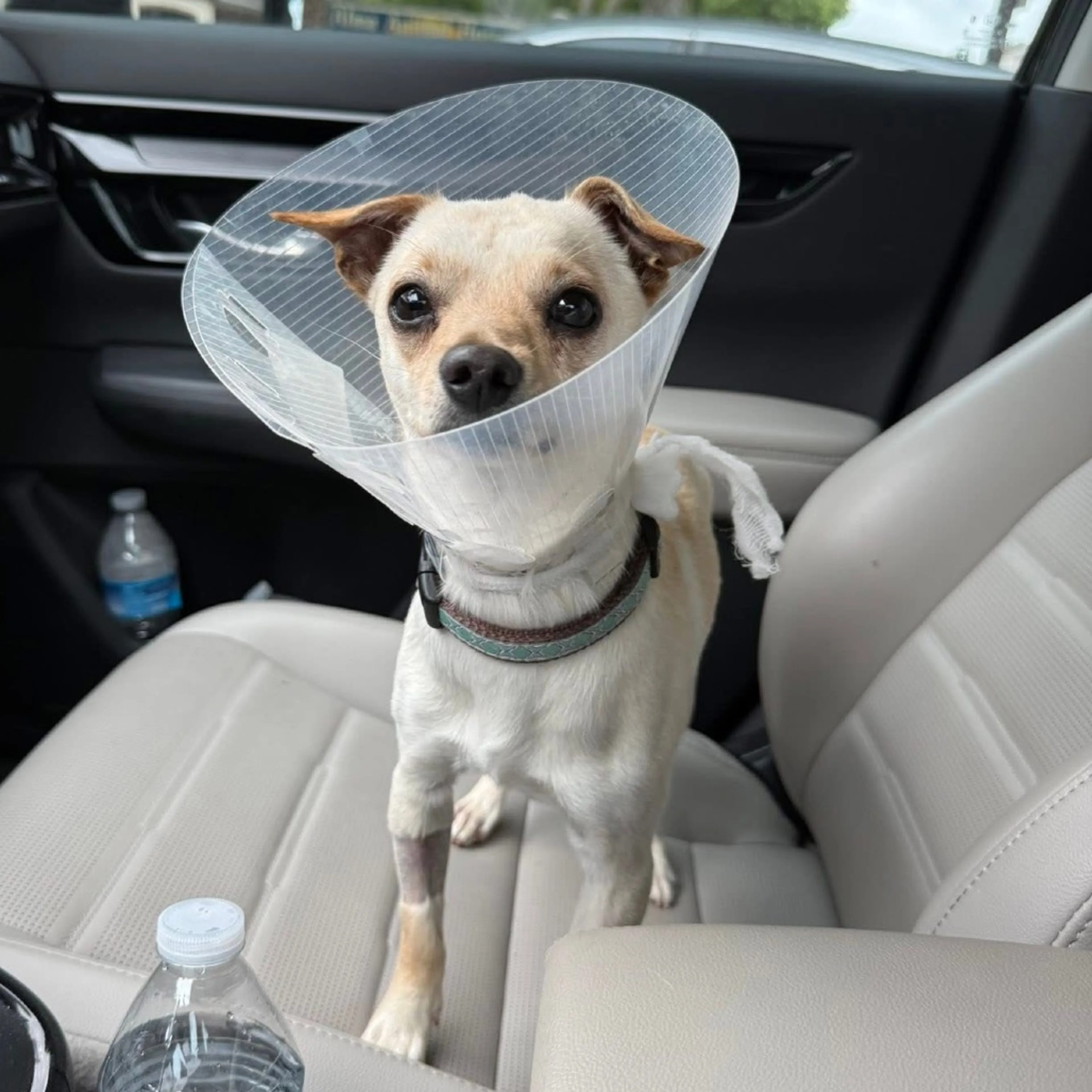 Found pet-33