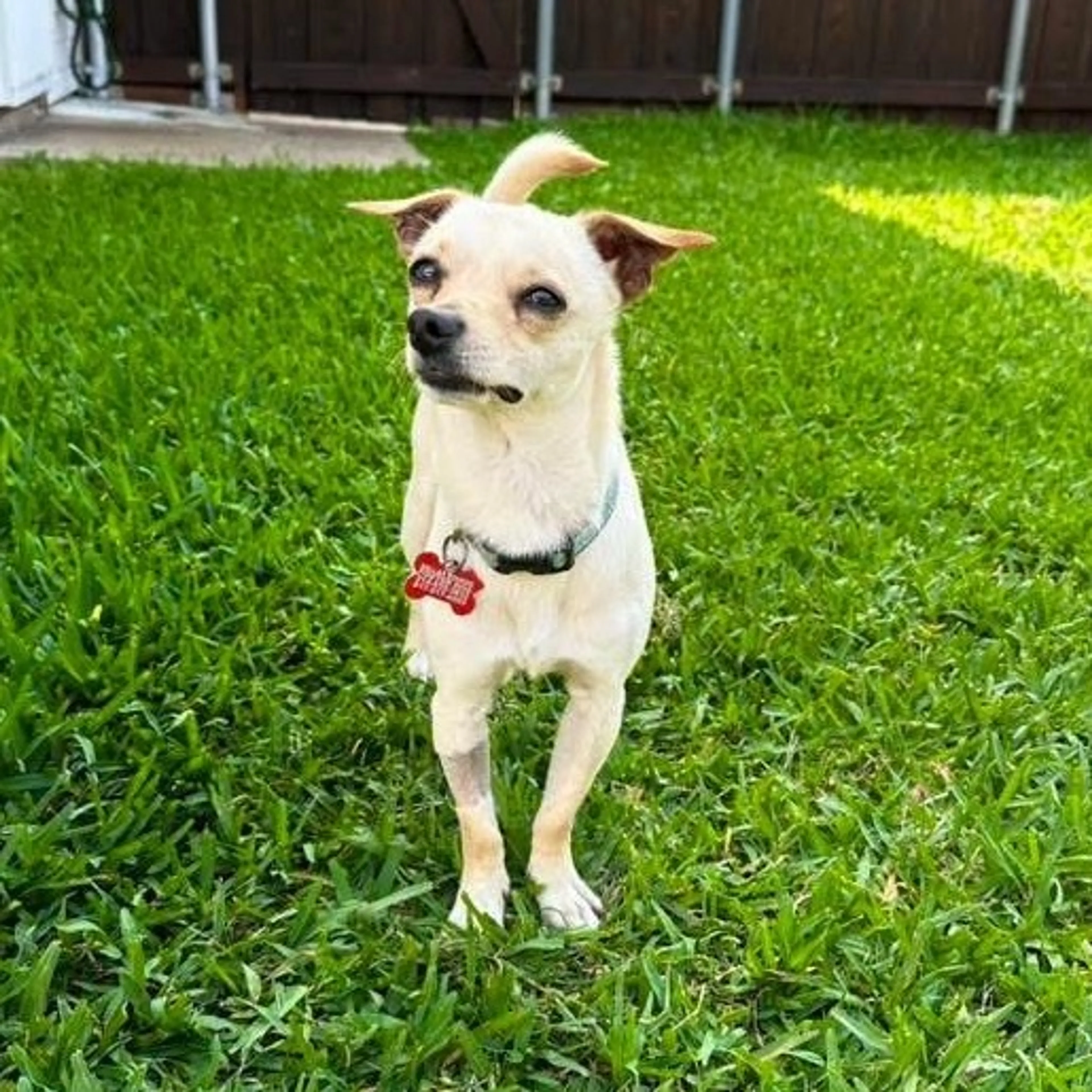 Found pet-36