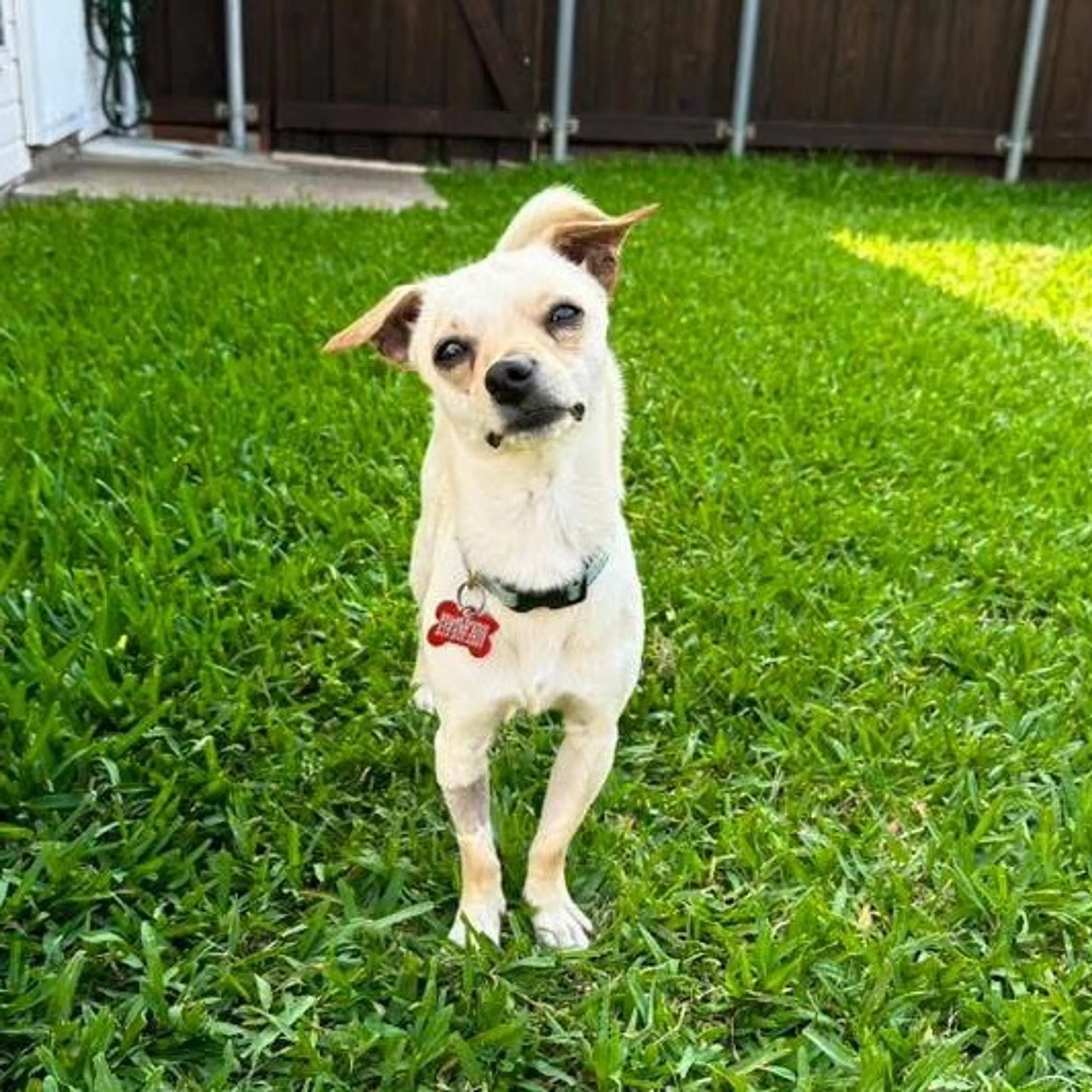 Found pet-35
