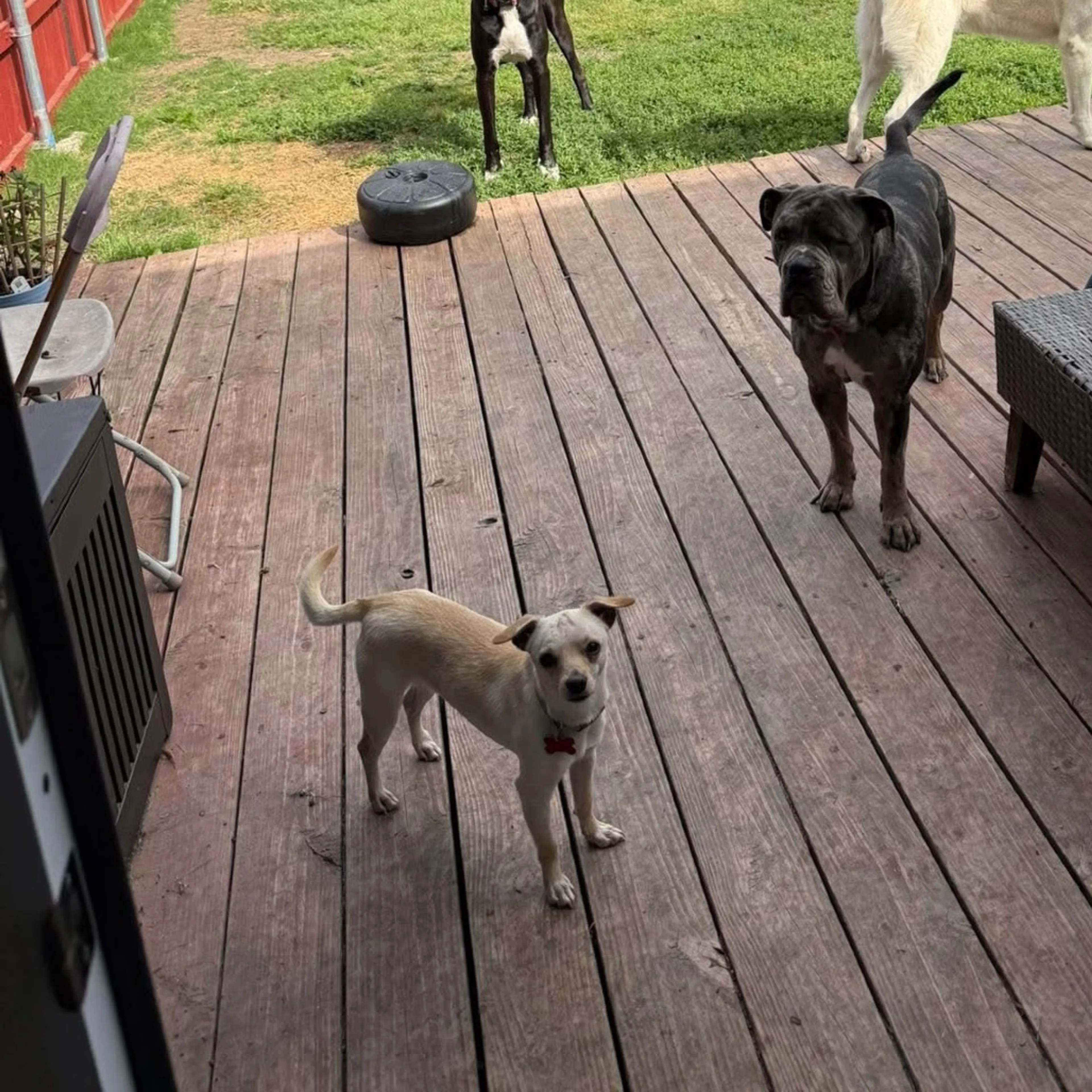 Found pet-28