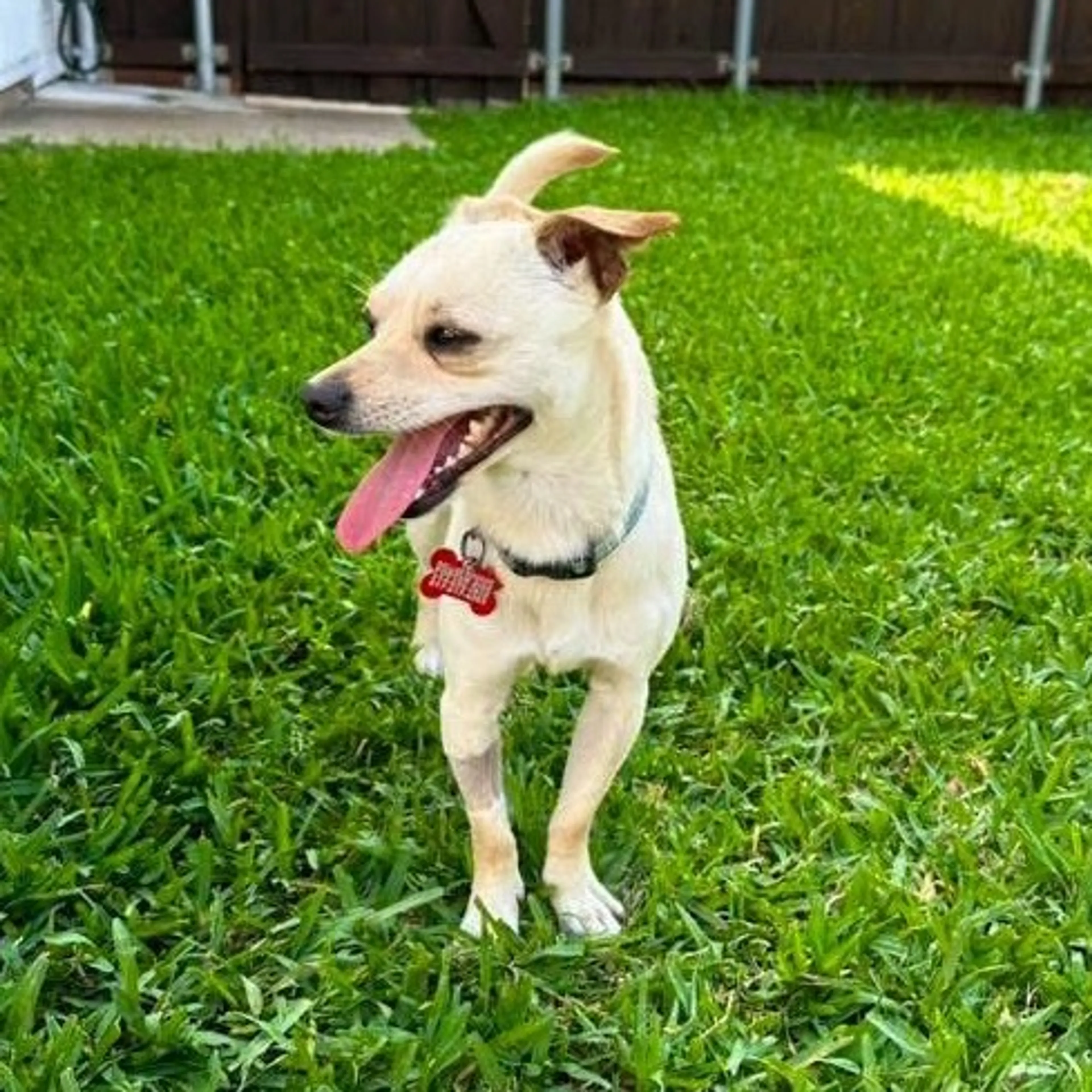 Found pet-37