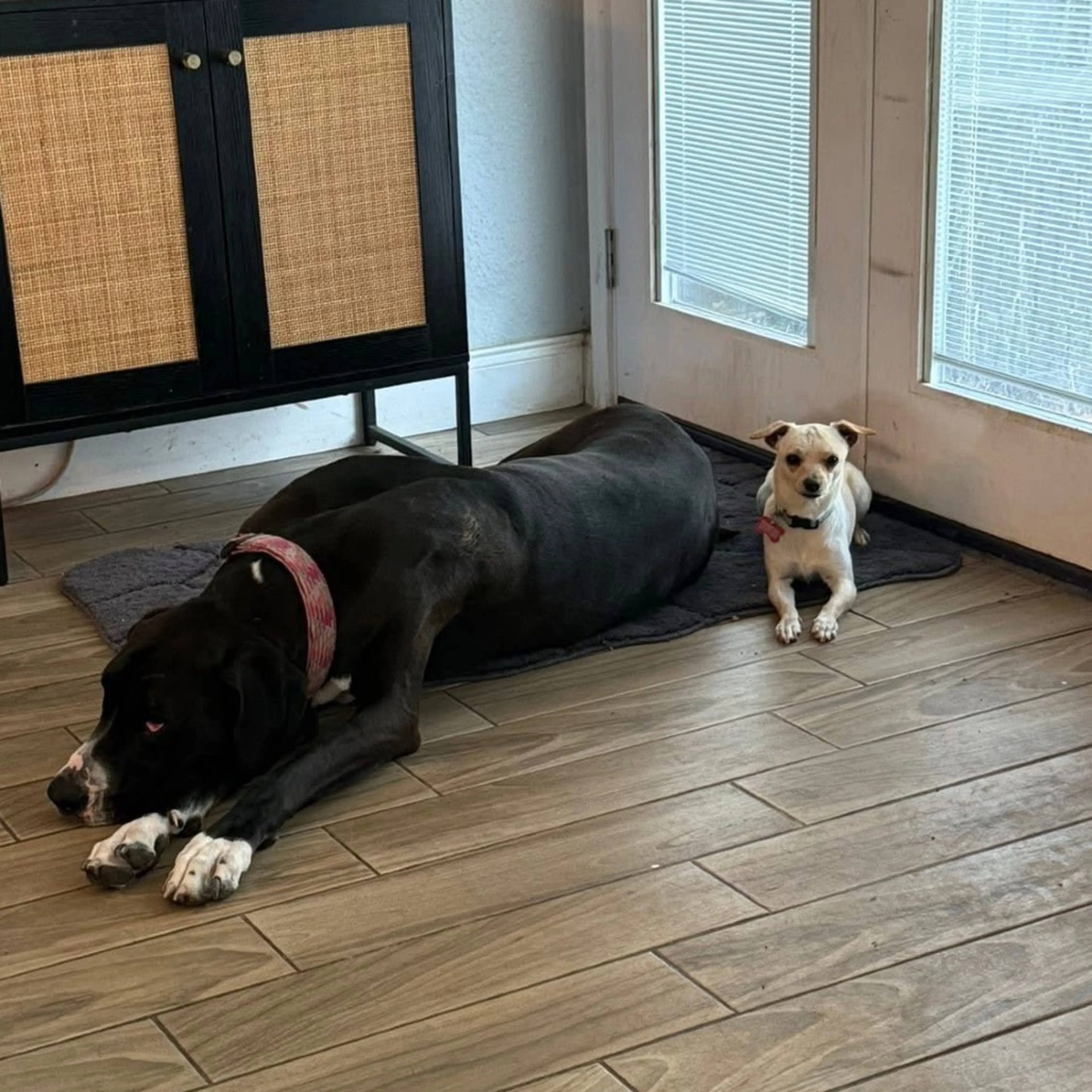 Found pet-31