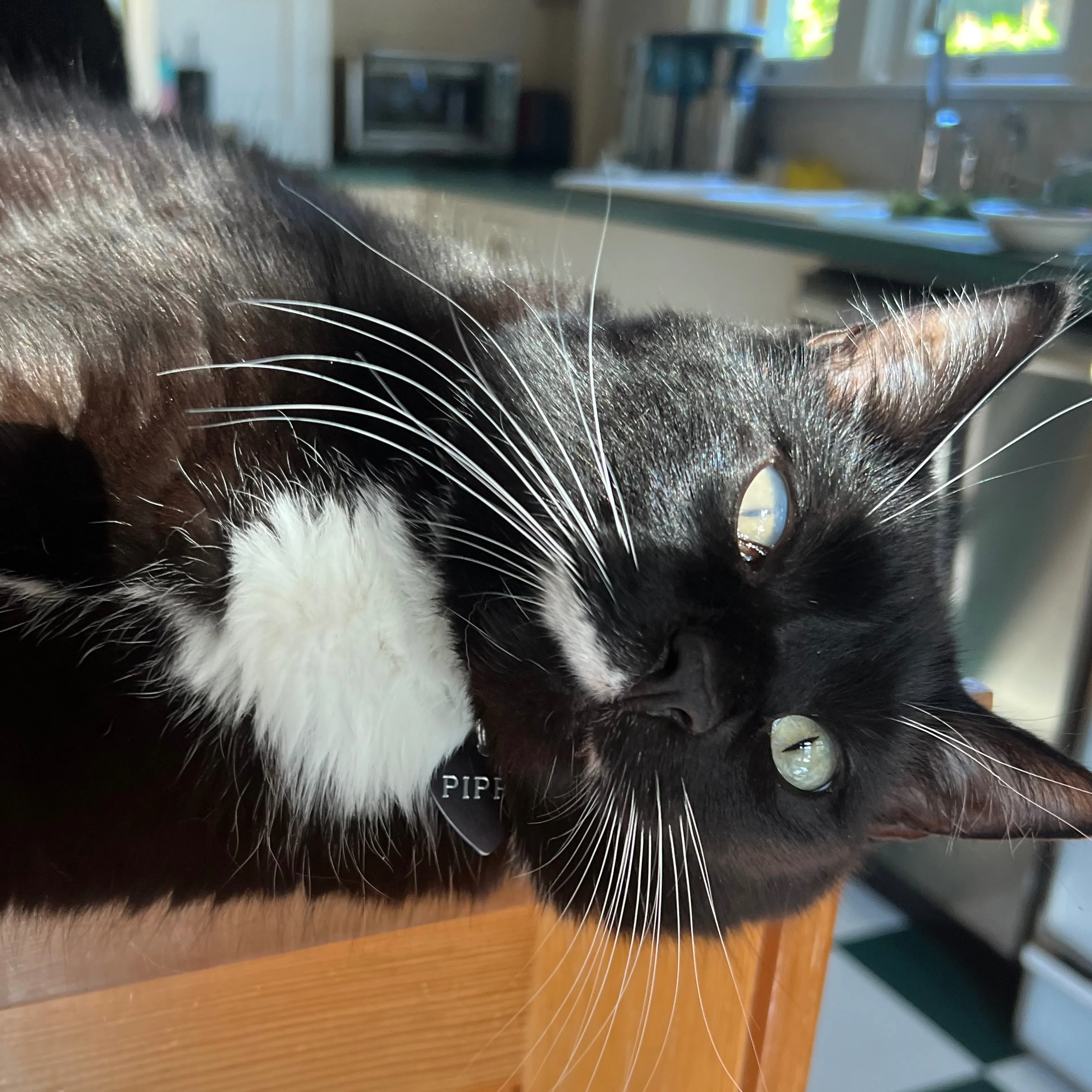 Lost pet-3