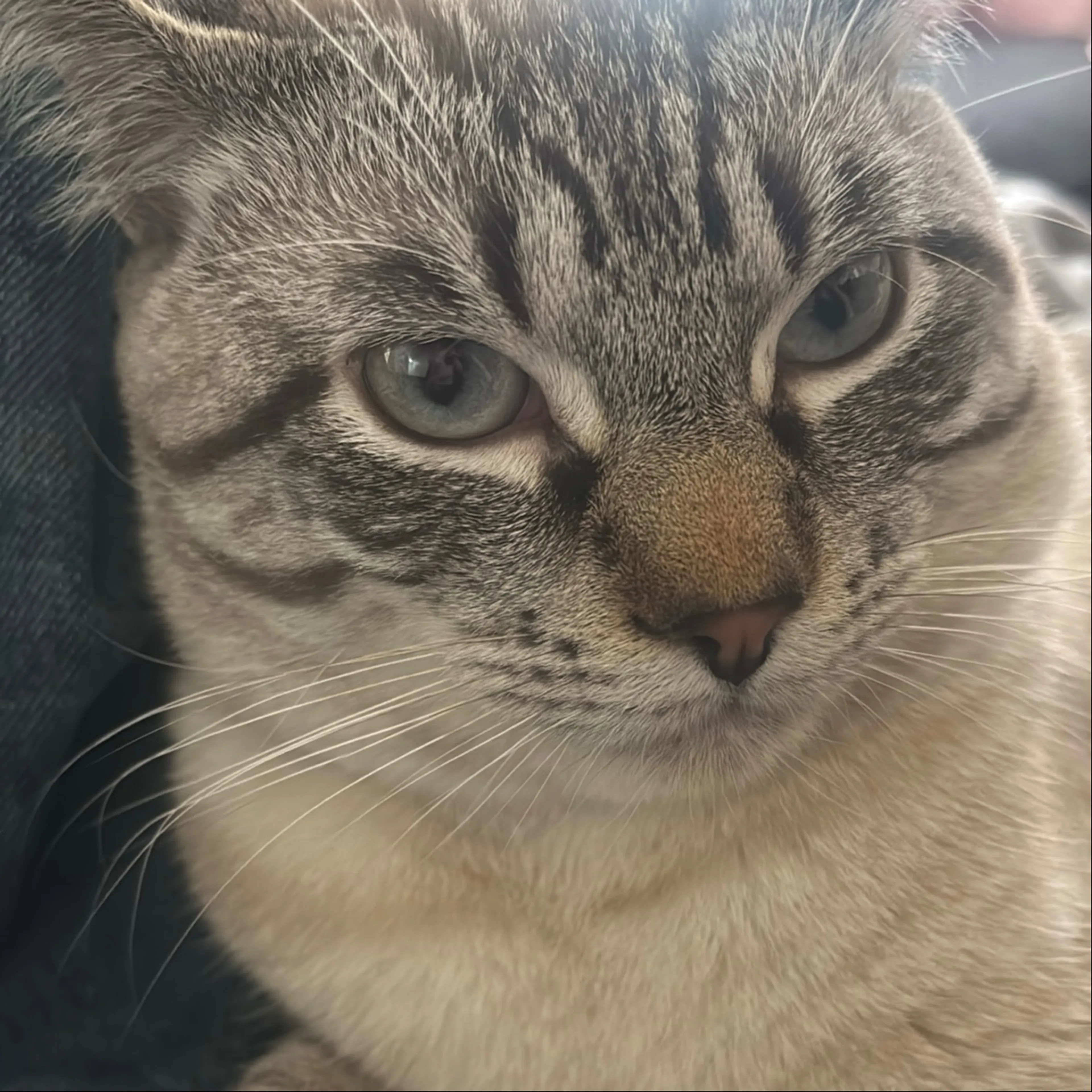 Lost pet-0