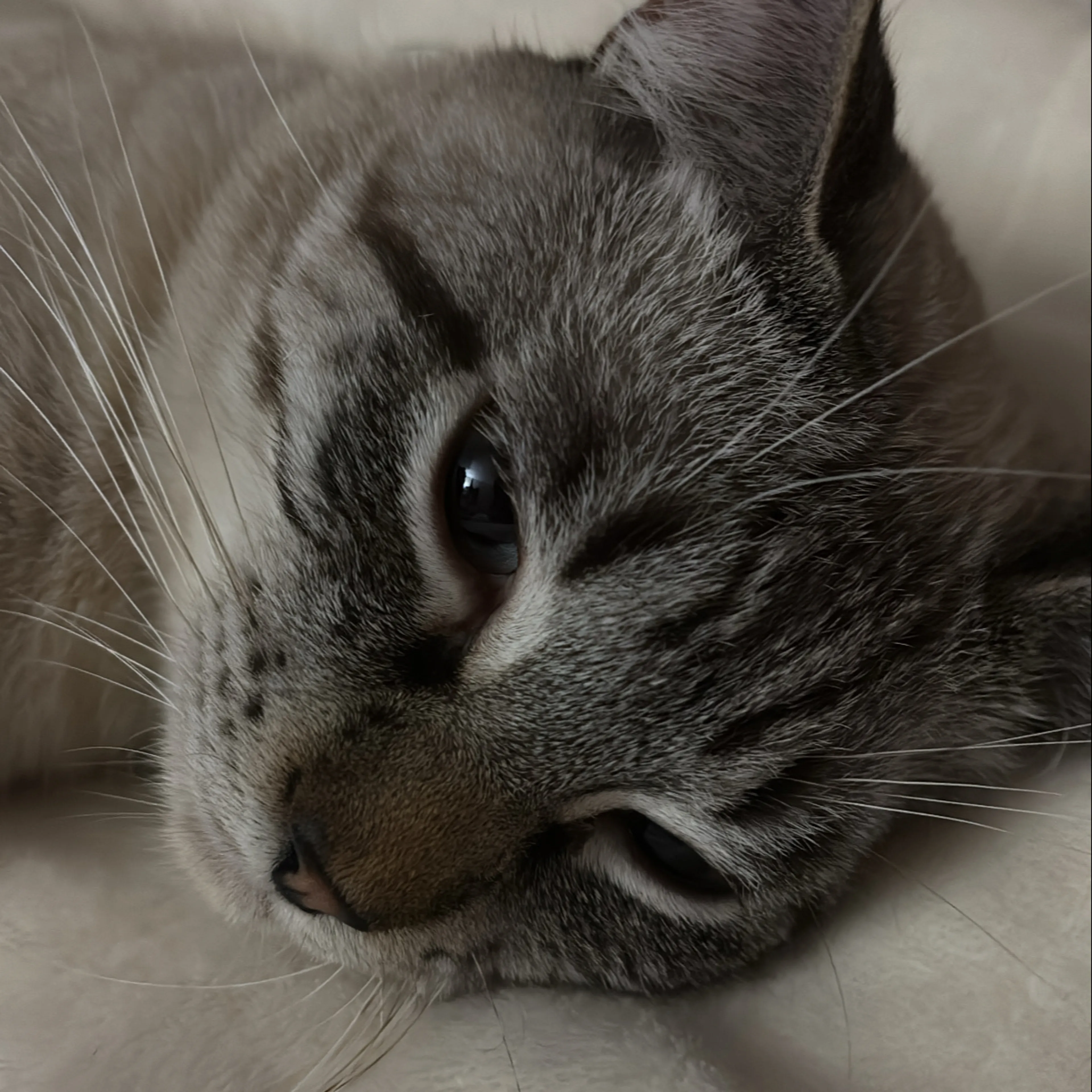 Lost pet-2