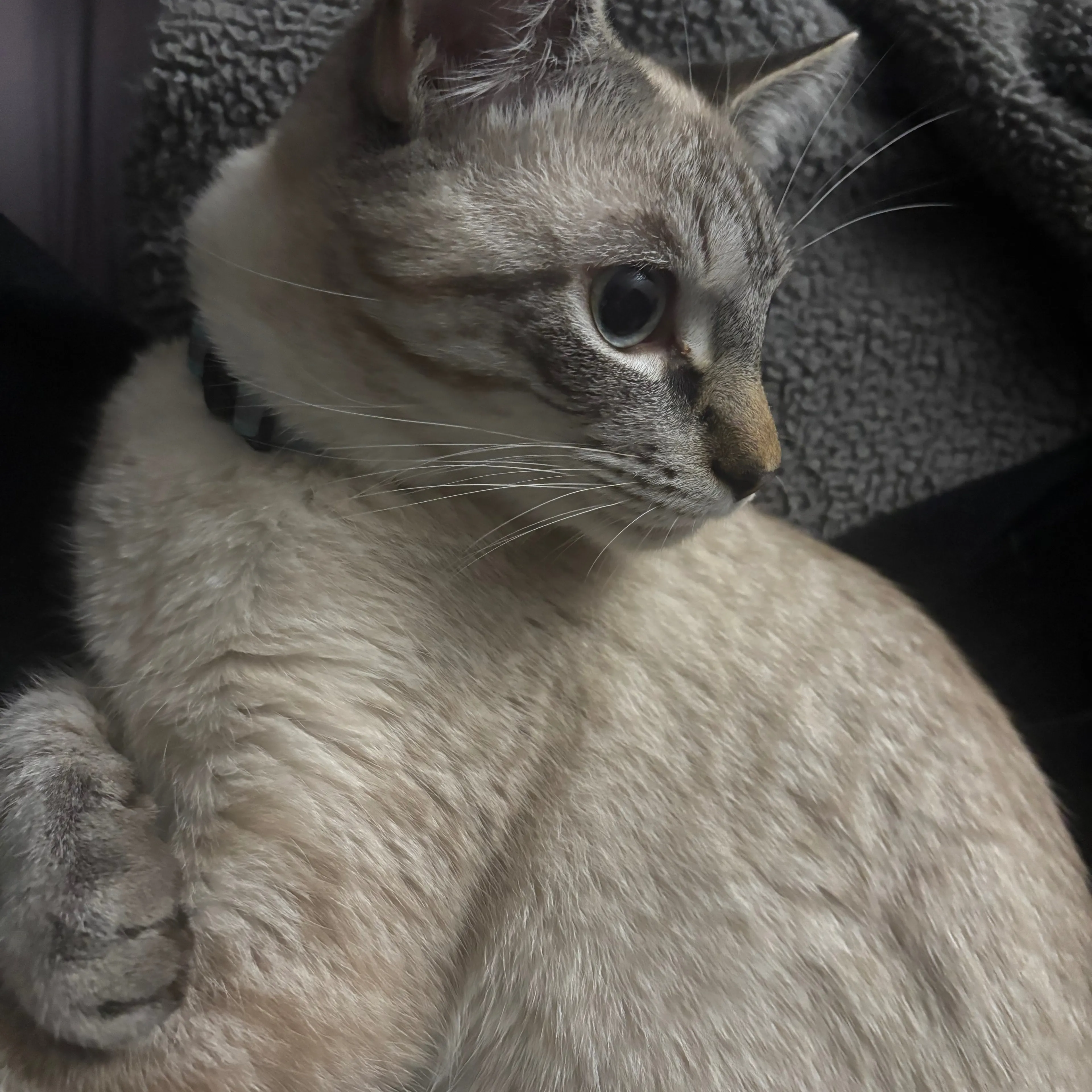 Lost pet-1